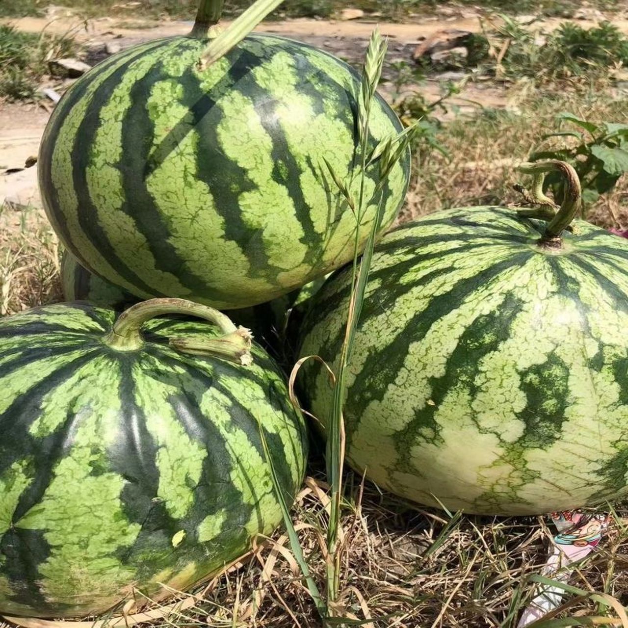 【14.9】麒麟西瓜现摘现发有籽西瓜    新鲜当季薄皮西瓜