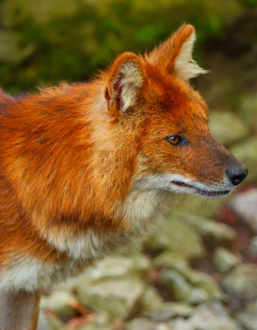 全部照片拍于wuppertal动物园,另外本叔特别喜欢他们另外的名字红狼