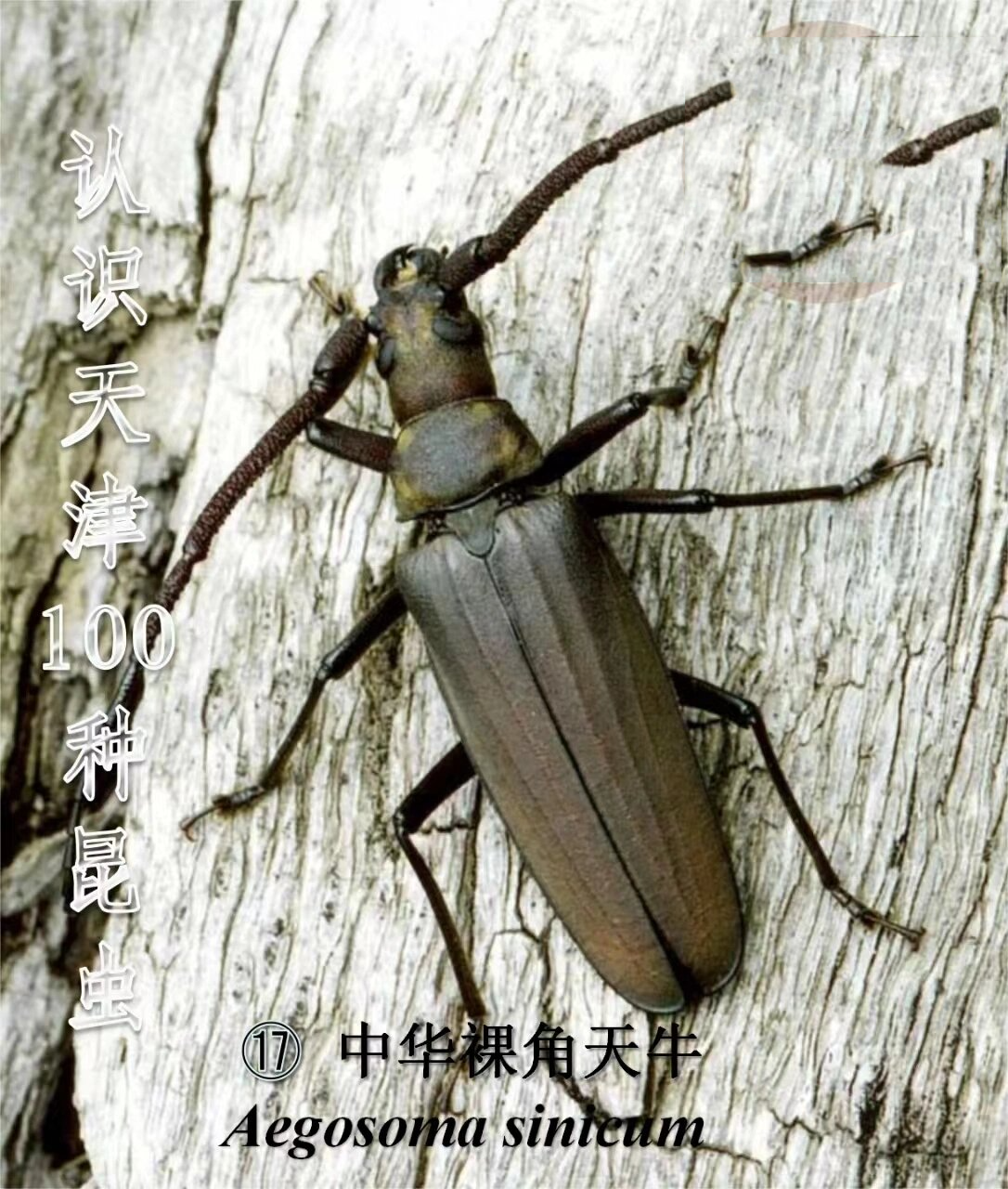 认识天津100种昆虫--中华裸角天牛