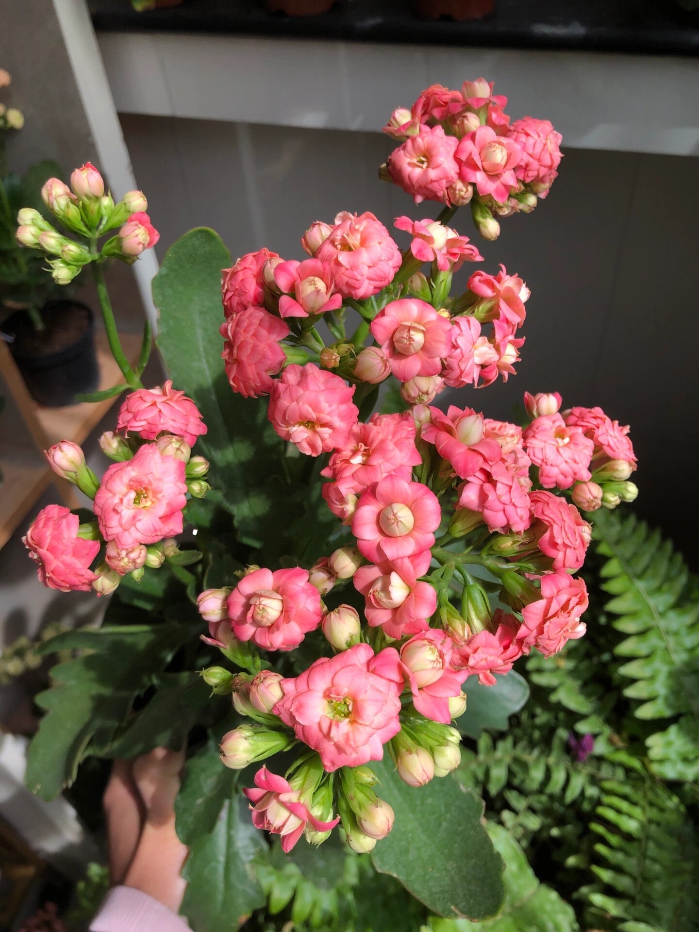 长寿花分享(50)~独角兽