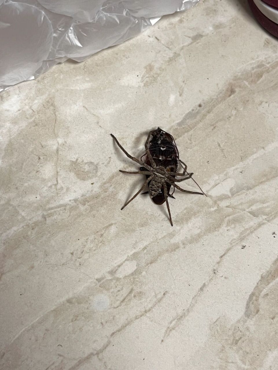 白额高脚蛛真的能捉蟑螂!