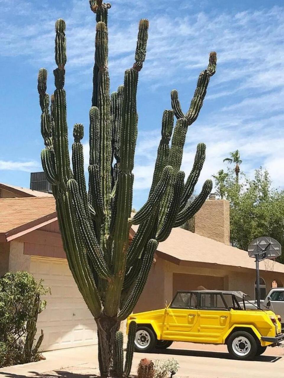 世界最大的仙人掌之一-武伦柱 这种仙人掌可以活200多年,以其巨大的