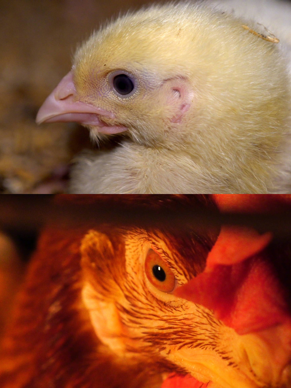 每周影片推荐| 神级纪录片《统治》#统治# 953个多月前,备受期待的