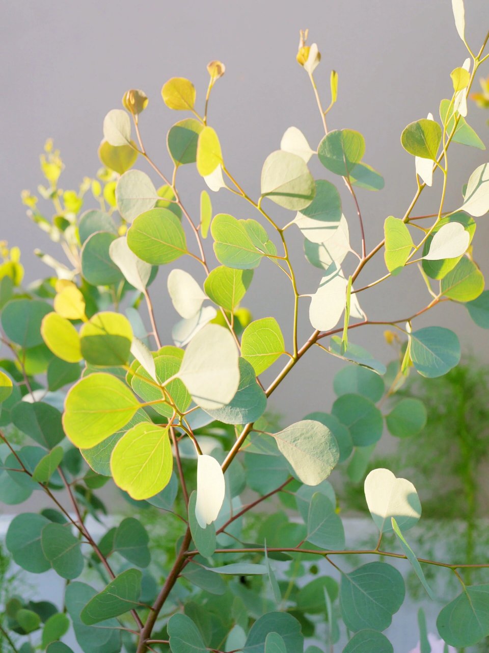 苹果桉的叶片就是美 也叫圆叶尤加利 播种苗渐渐带大 圆润的叶片 特别