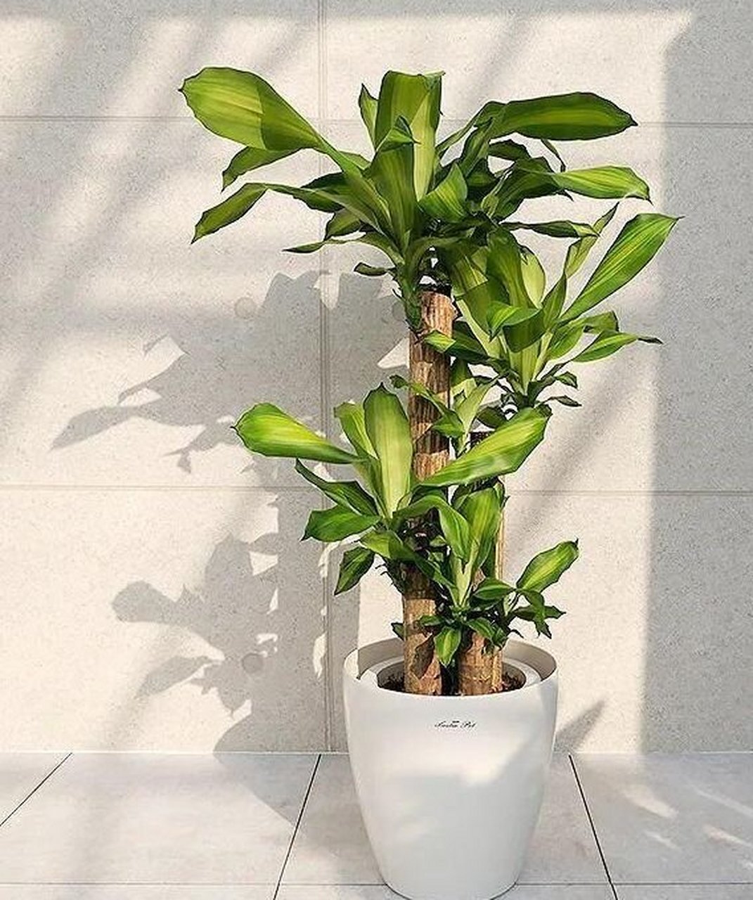 巴西木是一种龙舌兰科龙血树属的常绿乔木,原产于巴西.