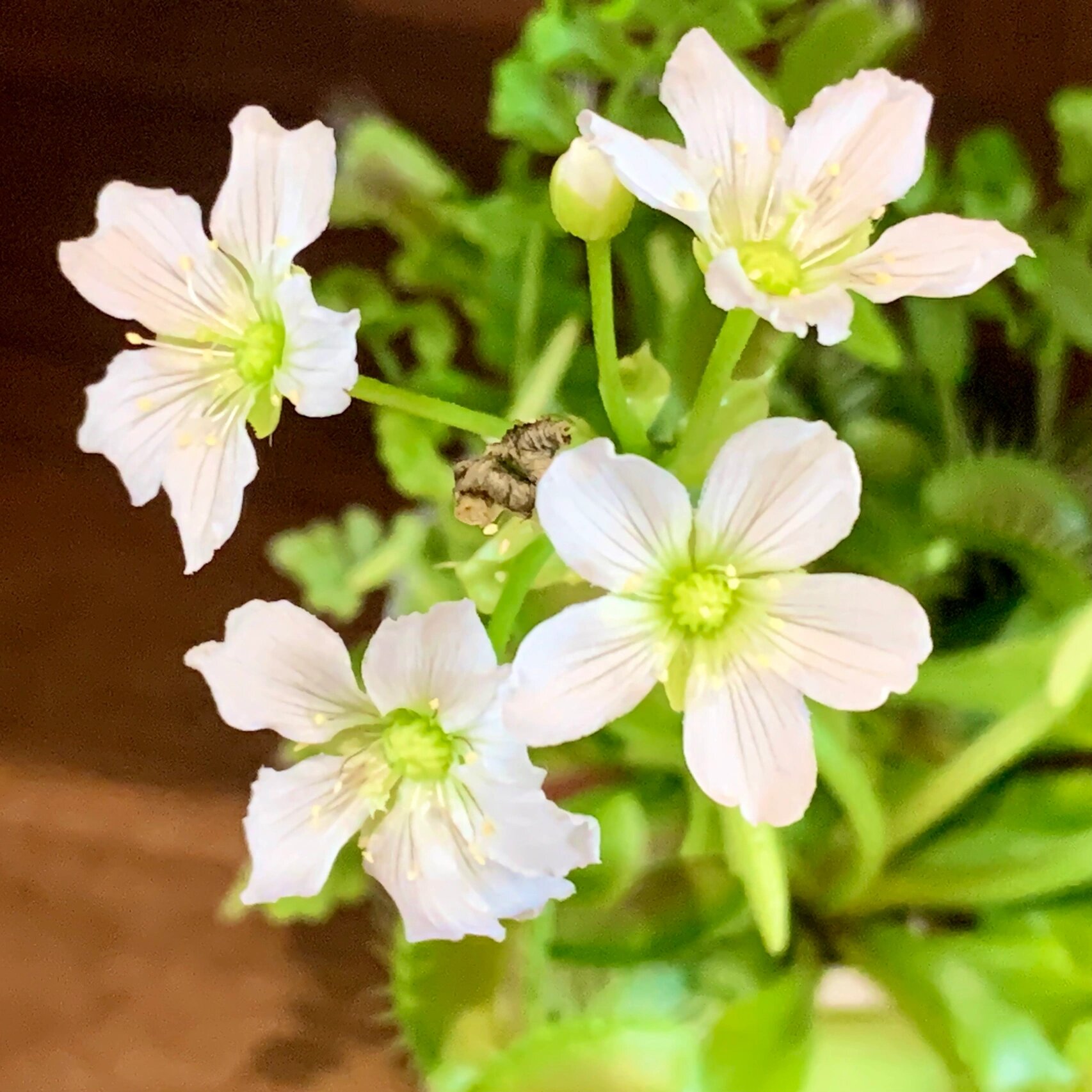 捕蝇草开花 养了快两年的捕蝇草第二次开花了. 附爆盆的含羞草.