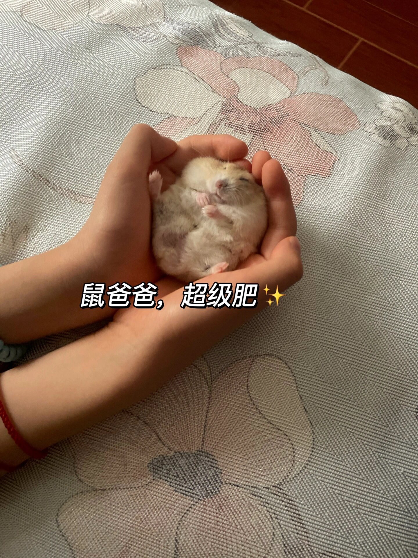 布丁配银狐,生了7只出了4种颜色