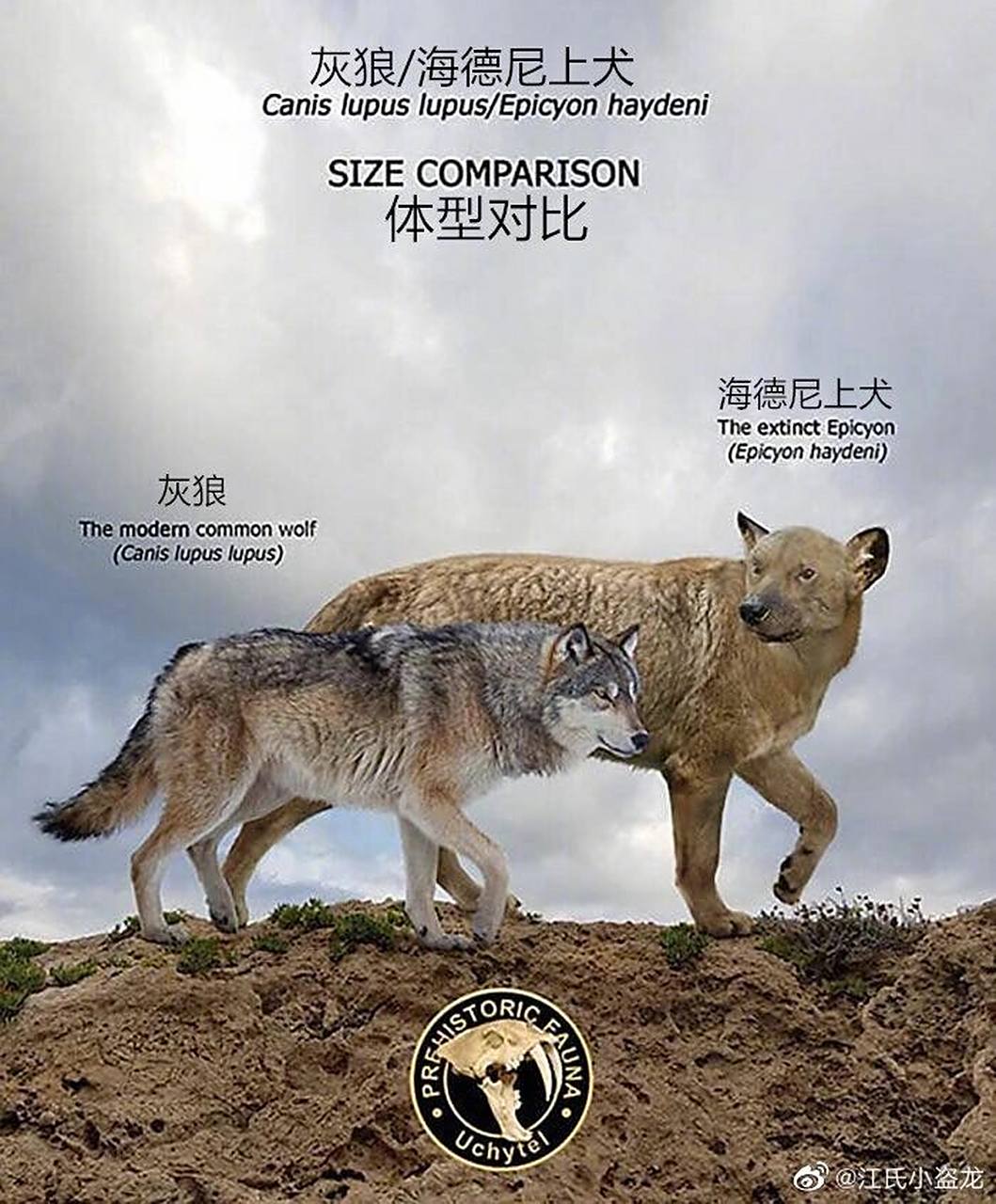 【灭绝巨兽与今天的亲戚】北美篇——海德尼上犬 #古生物# #科普