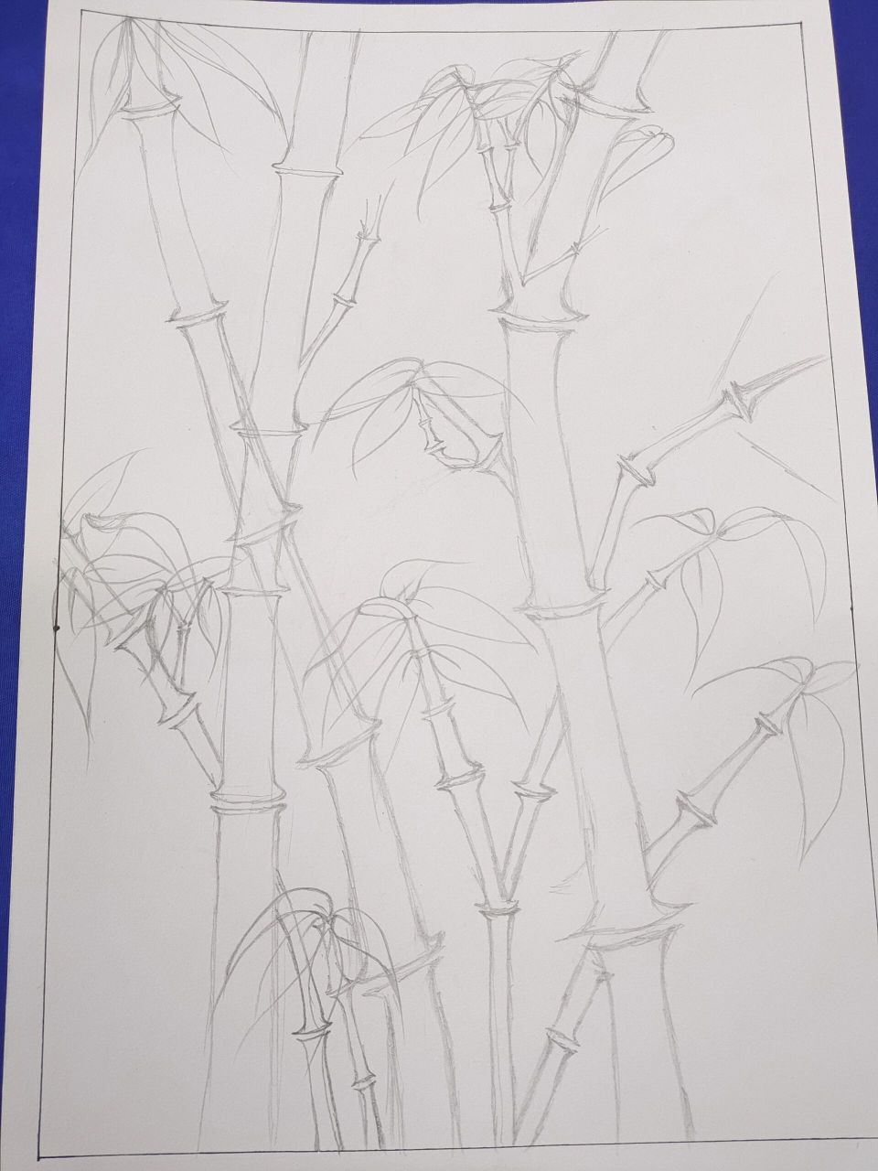 线描植物 竹子 盖竹柏影也,第一次画竹子,感觉不太适合这个