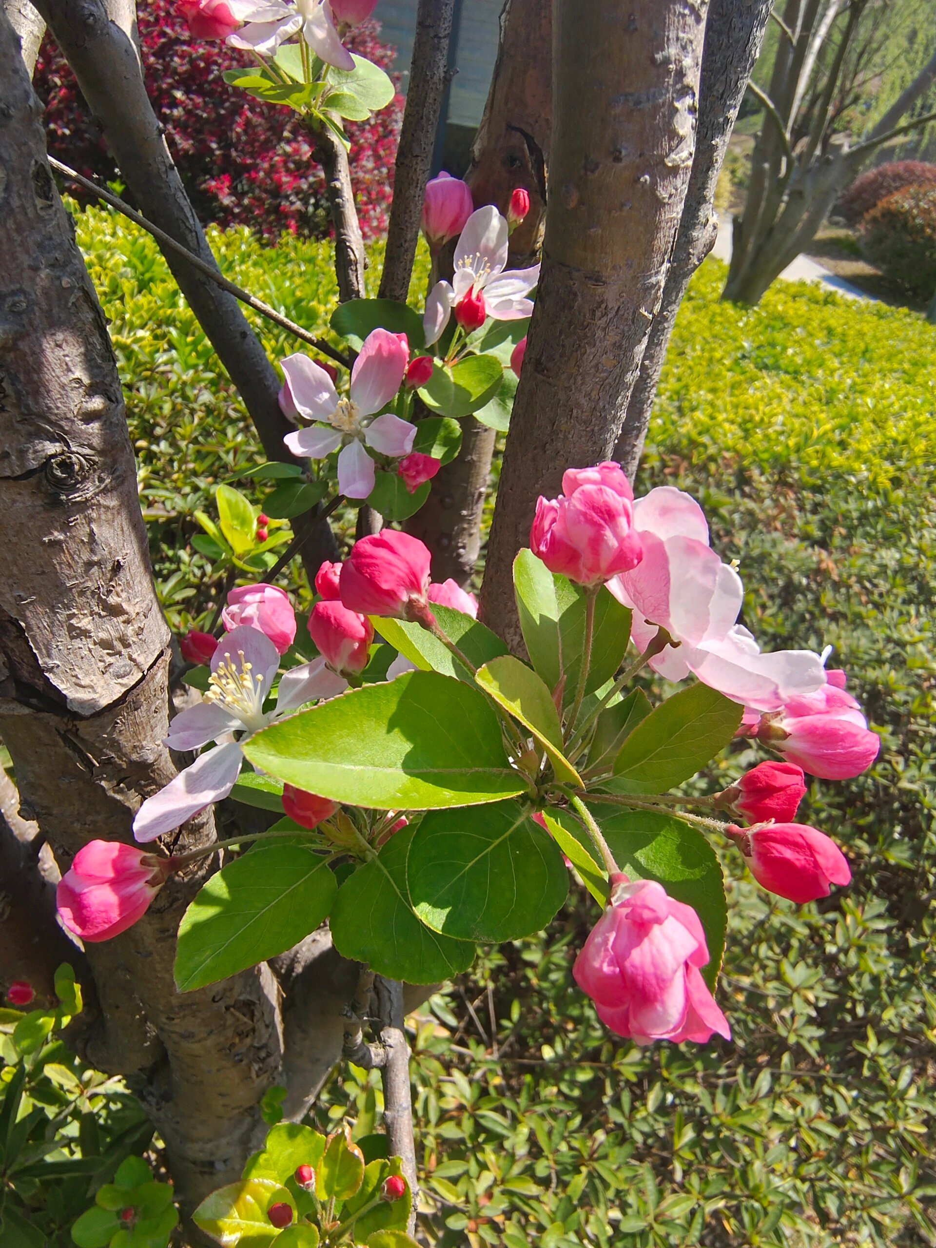 西府海棠 西府海棠 一,植物介绍 木兰纲蔷薇科苹果属,树枝直立性强