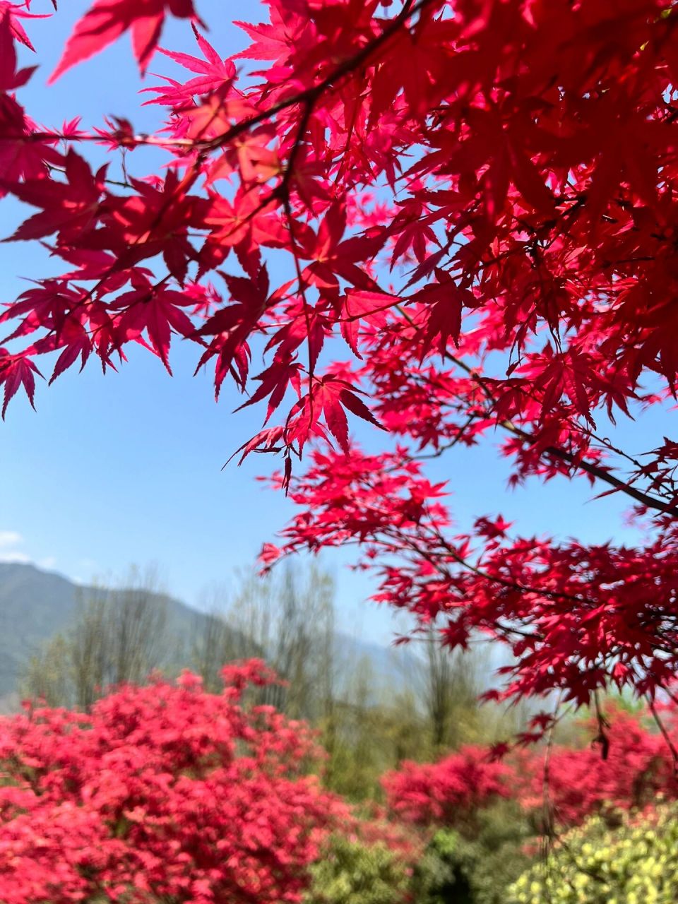 什邡红枫岭景区图片