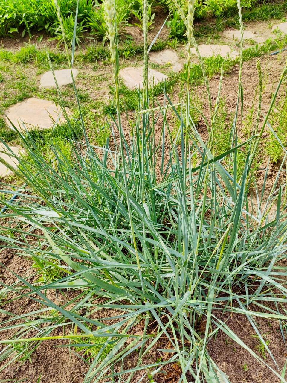 身边植物之蓝滨麦:别名蓝冰麦,印第安芒草,禾本科滨麦属植物,开棕色花