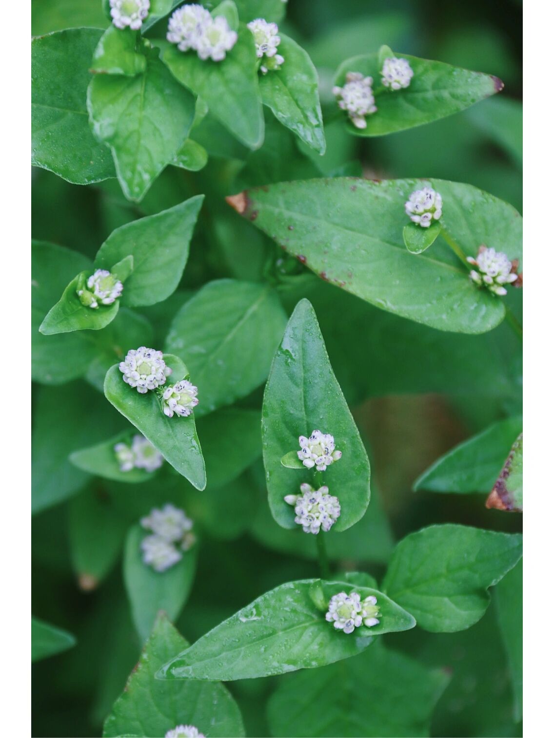 农村野生植物尼泊尔蓼 别名:野荞子,小猫眼,猫儿眼睛,头状蓼,花麦草