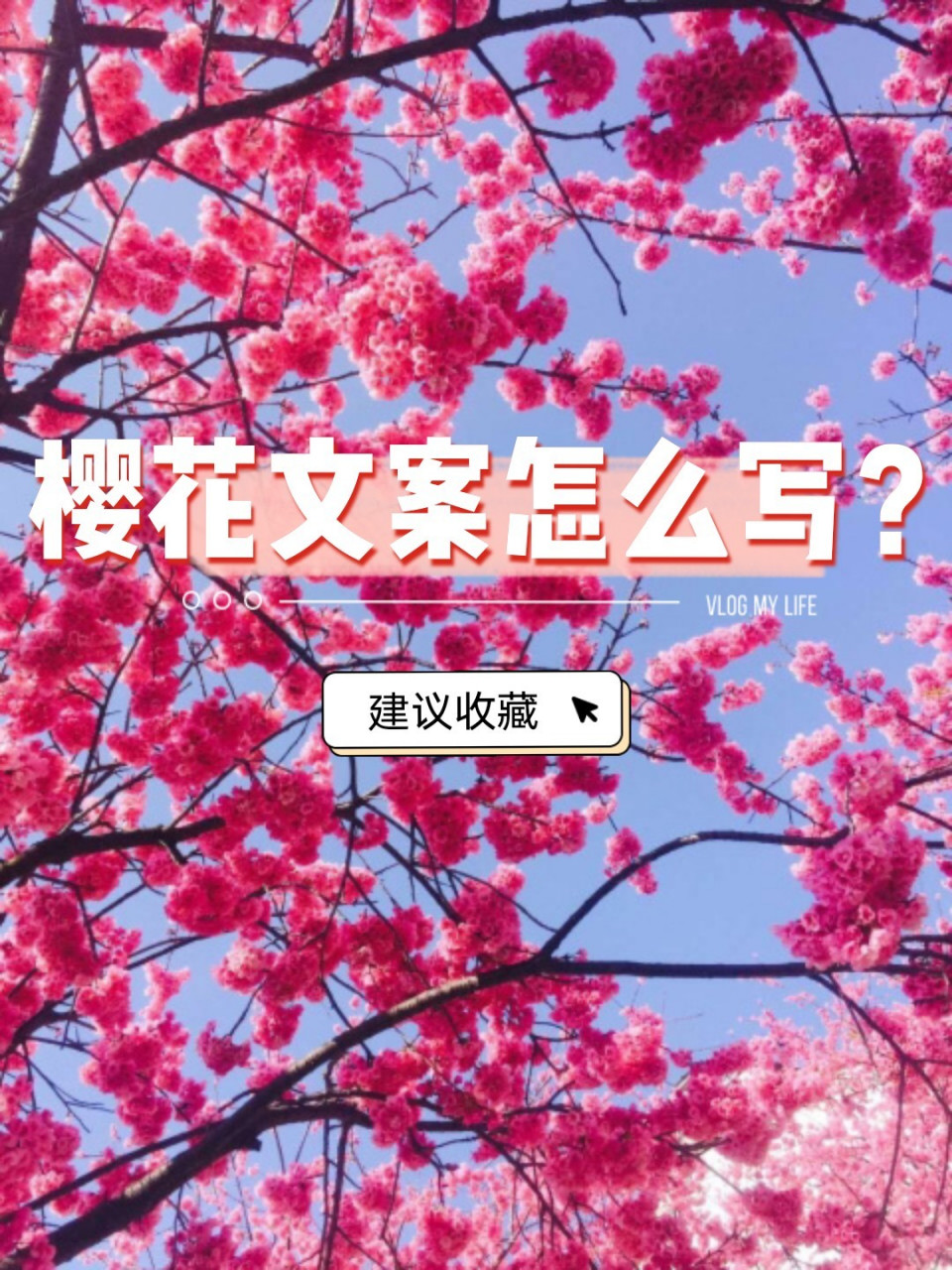 最美樱花文案整理好啦,有人需要的吗91 三月真是个热闹的季节,油菜