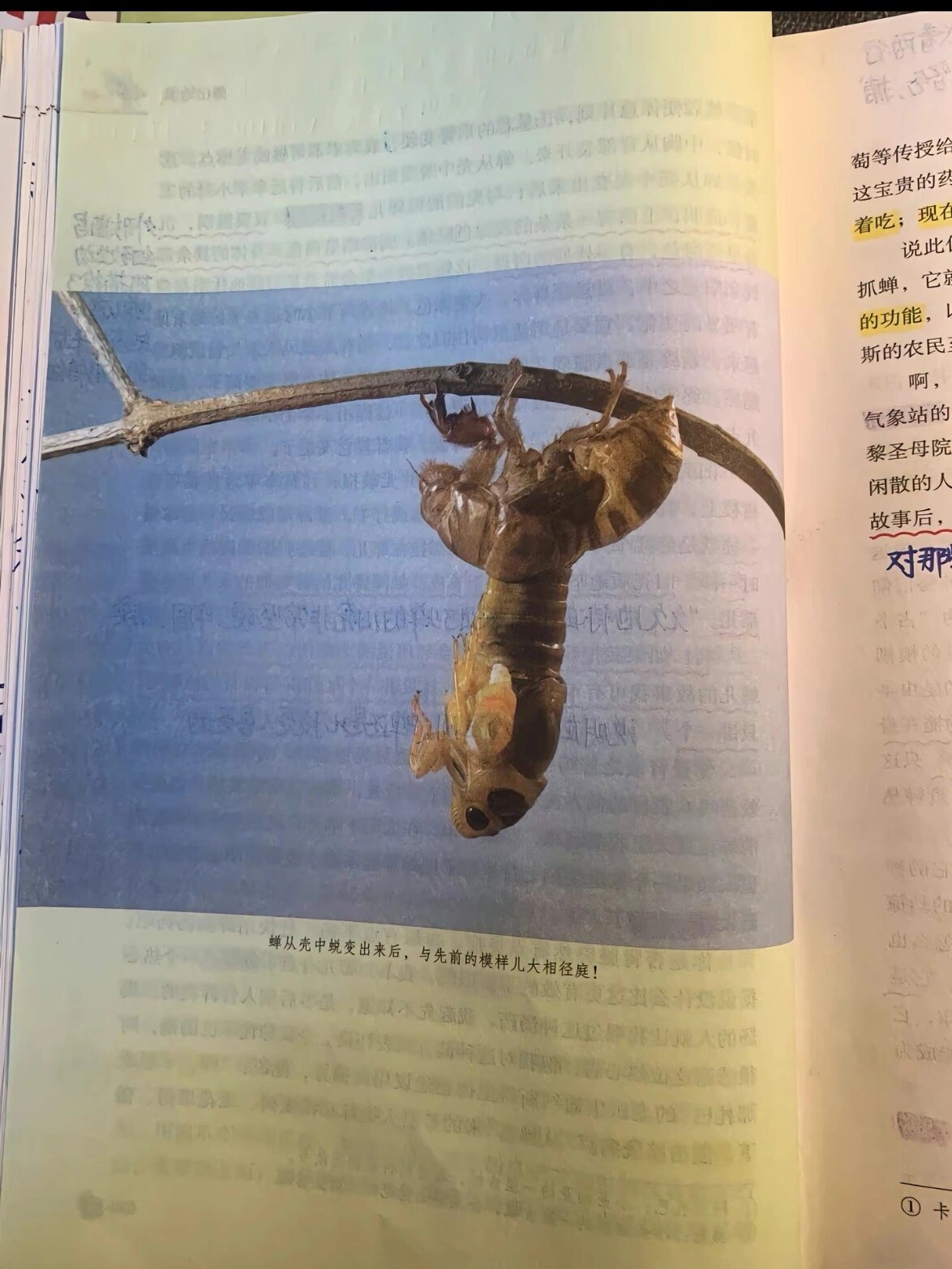 《昆虫记》第四篇 蝉出地洞