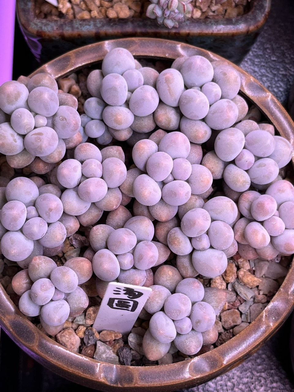 【多肉分享 | 养护】圆滚滚的汤圆儿       这盆汤圆是21年1月买的