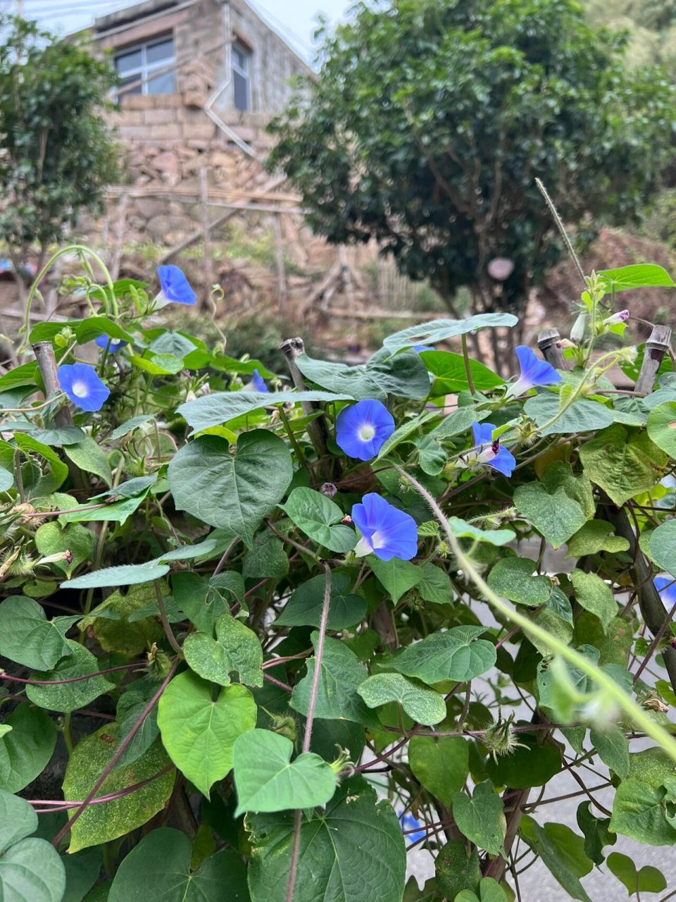 圆叶牵牛的入药部位图片