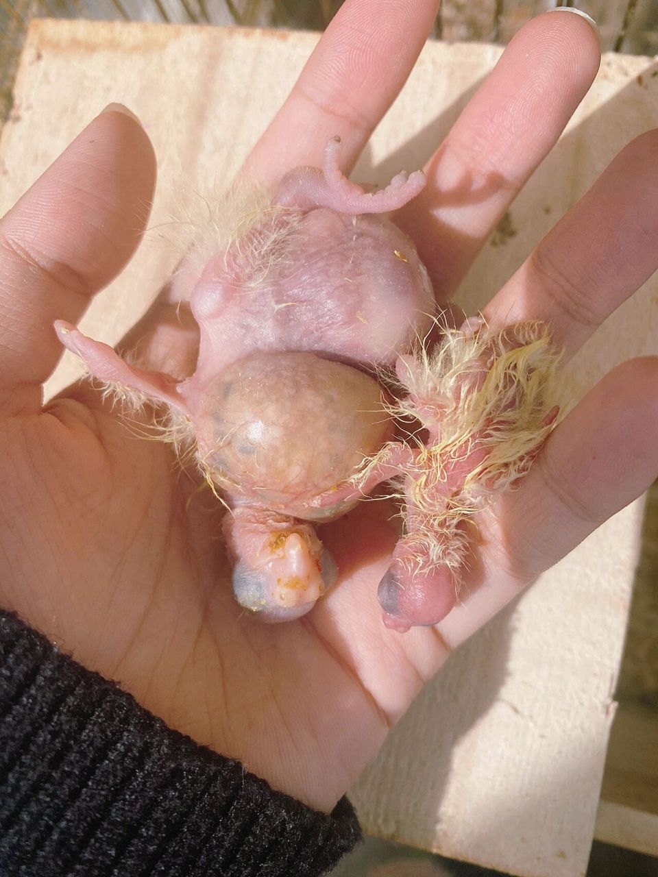 玄凤下了九颗蛋后续04    九颗蛋全受精… 一直感觉亲鸟下的也太多