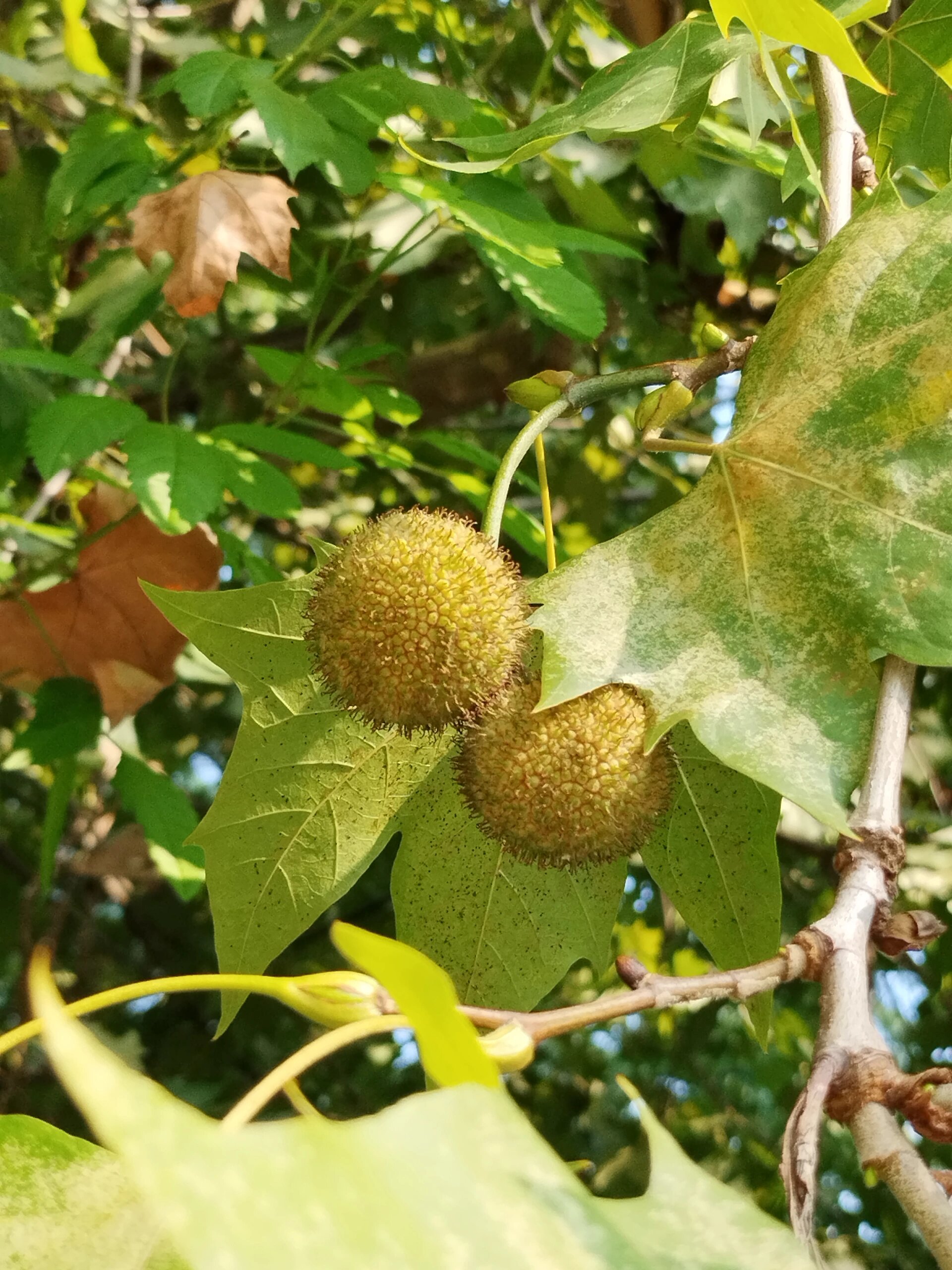 植物图鉴|法国梧桐,谁叫它二球悬铃木呀