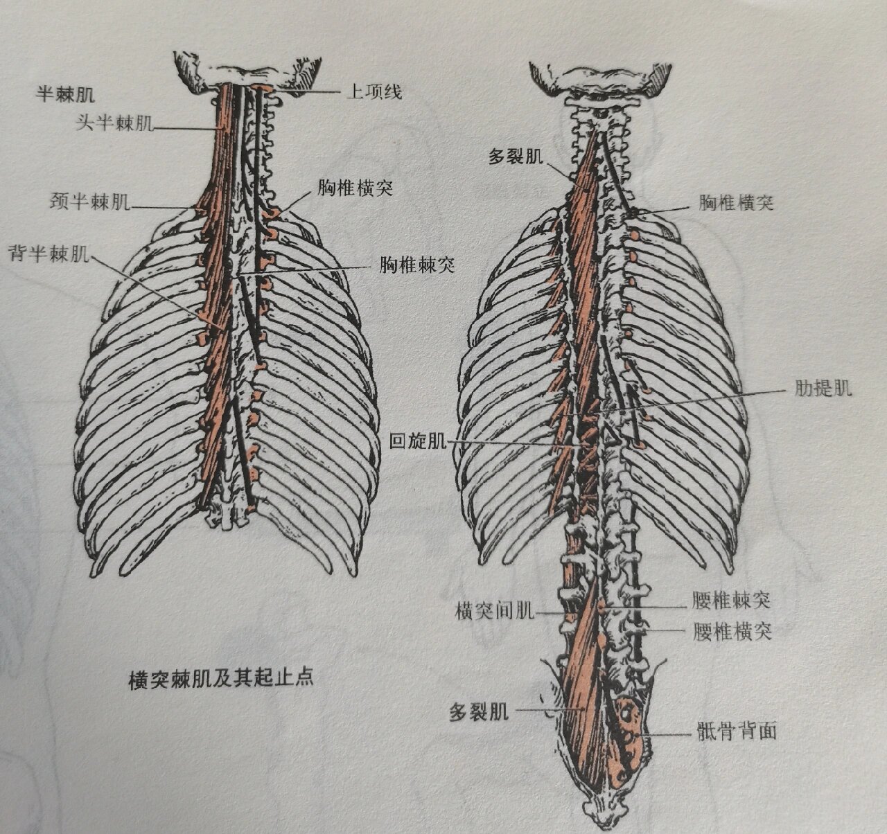 椎旁肌肉解剖图片