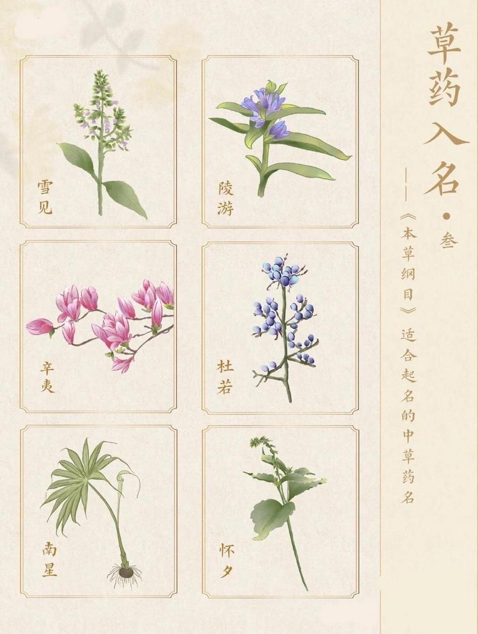 草药名字大全 植物图片