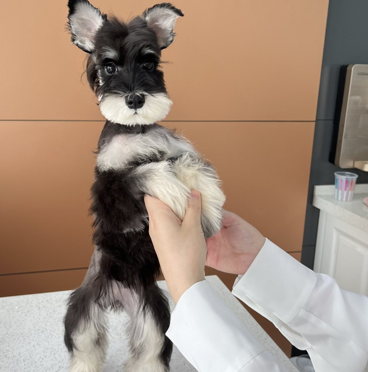 不断尾雪纳瑞尾巴有多灵活 翻相册看到妹妹第一次美容的照片 太可爱了