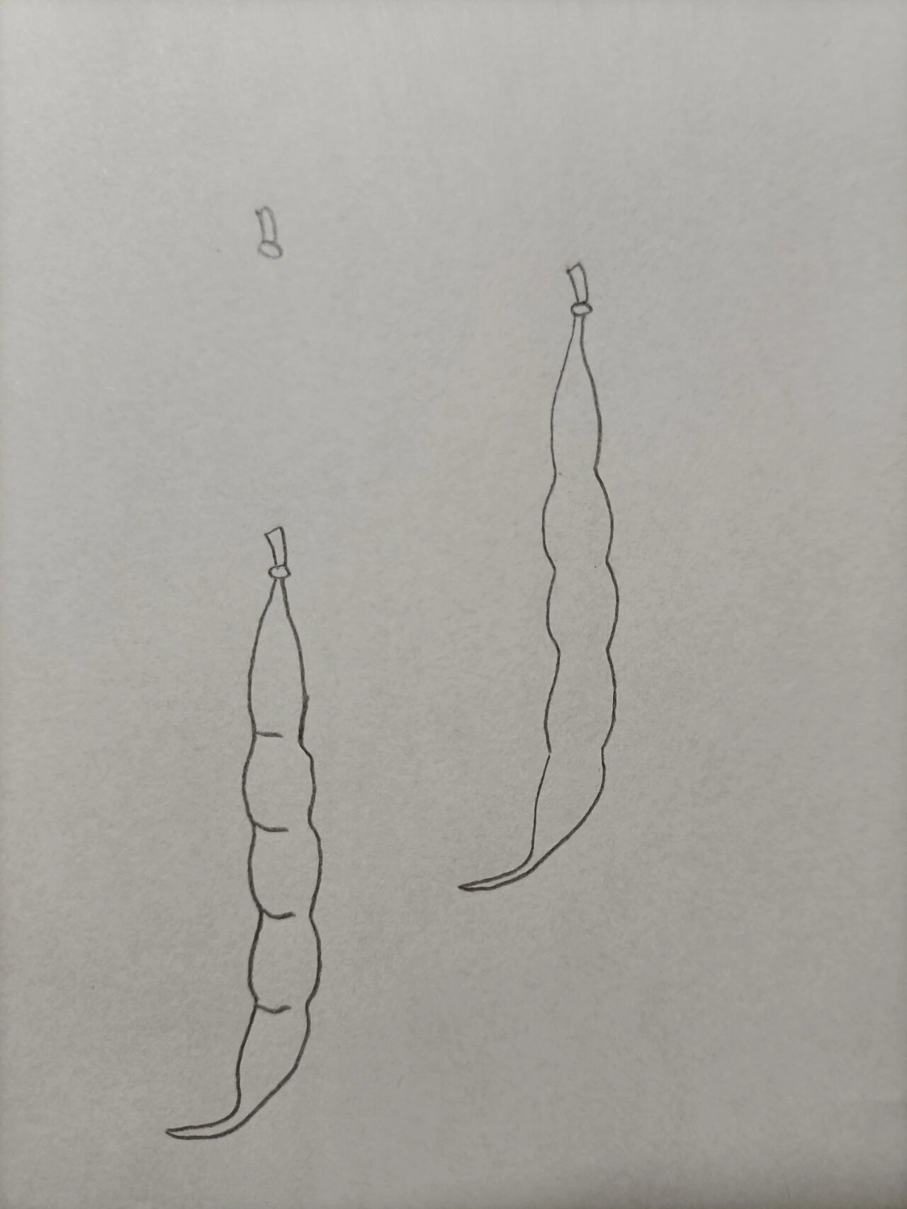 简笔画(264)豆角