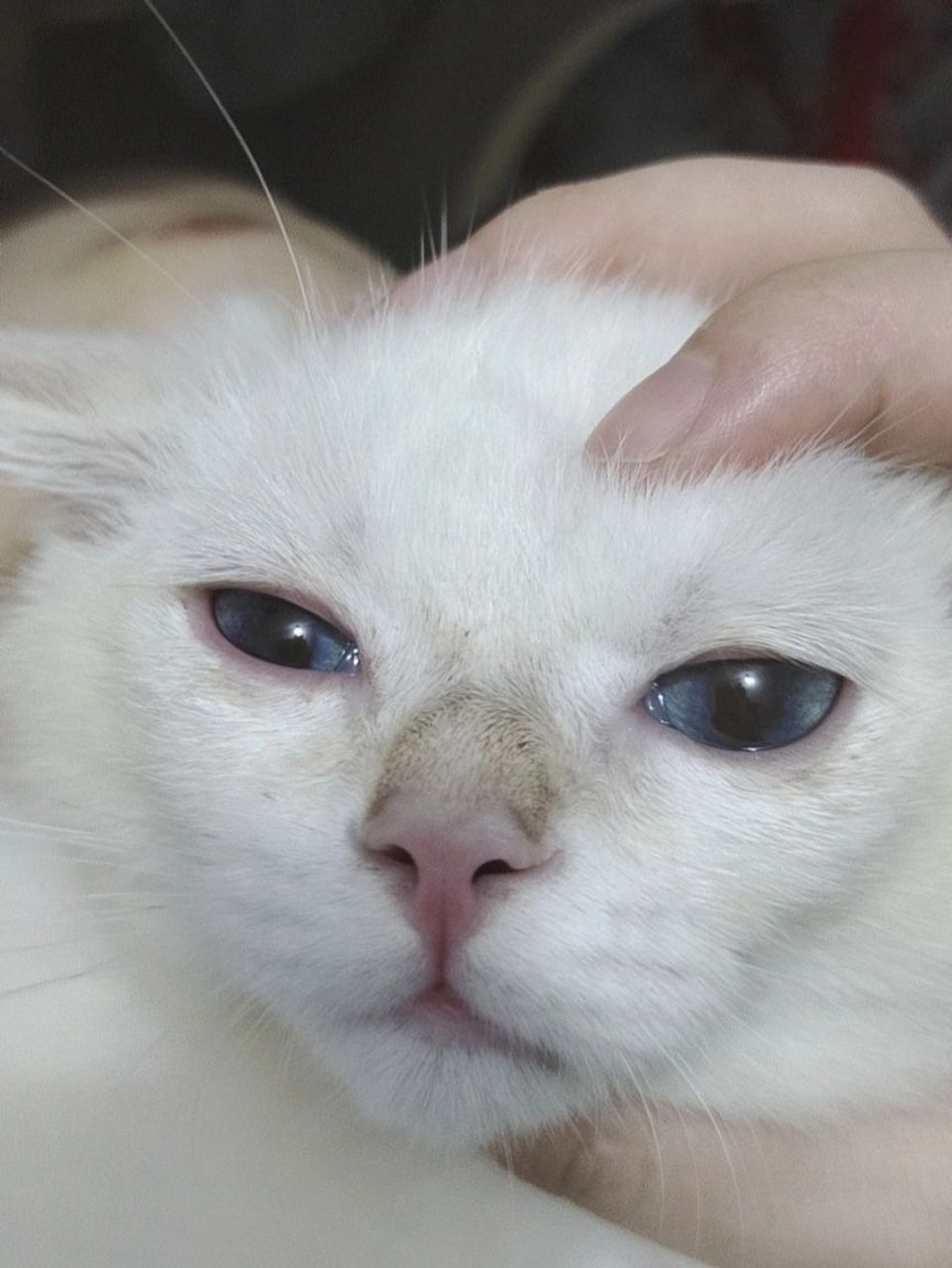 猫鼻子猫藓图片