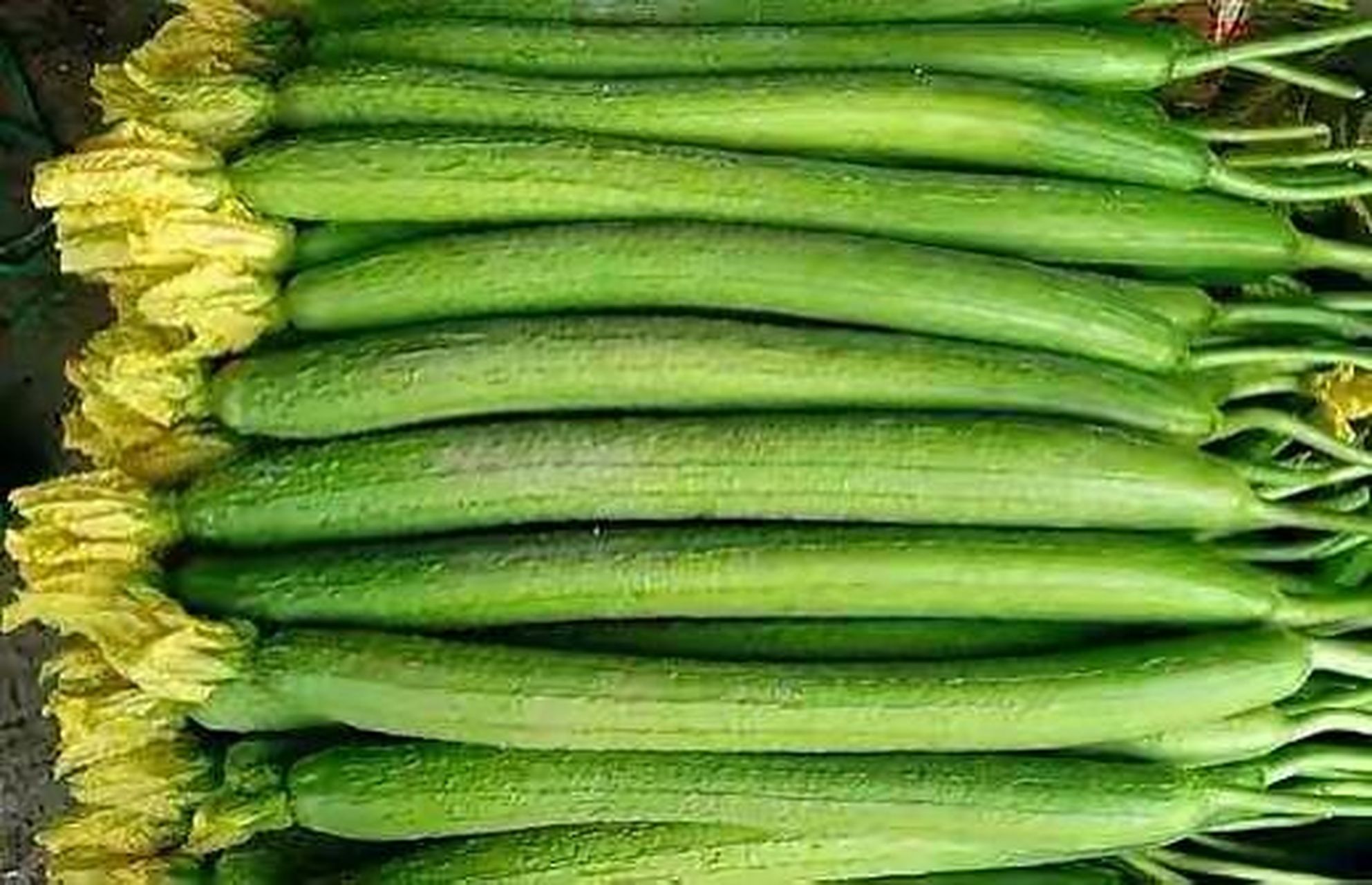 图一这种带棱的丝瓜才是天底下最好吃的丝瓜!