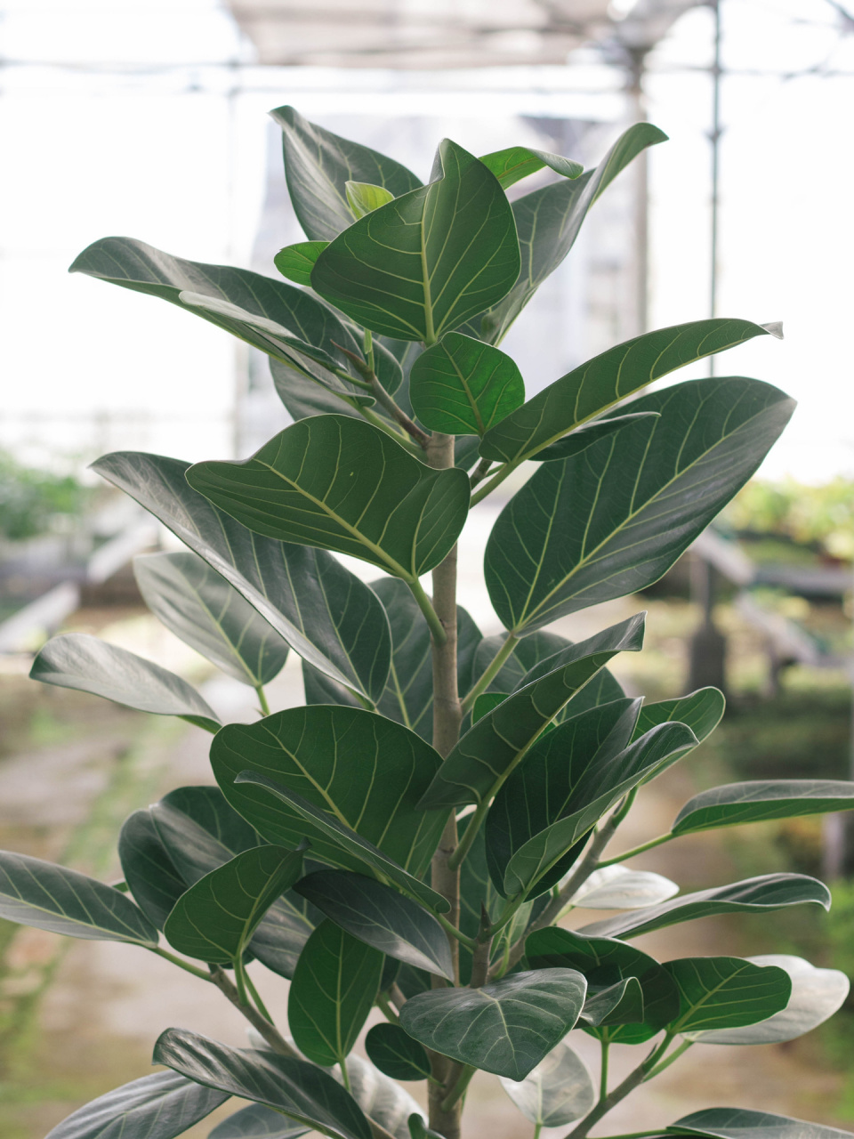 好天气和发光的孟加拉榕 超级茂盛的孟加拉榕,森林绿颜色的叶片,状态