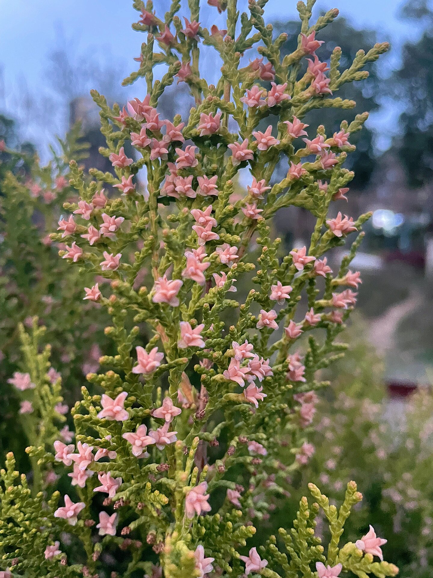 开花的柏树