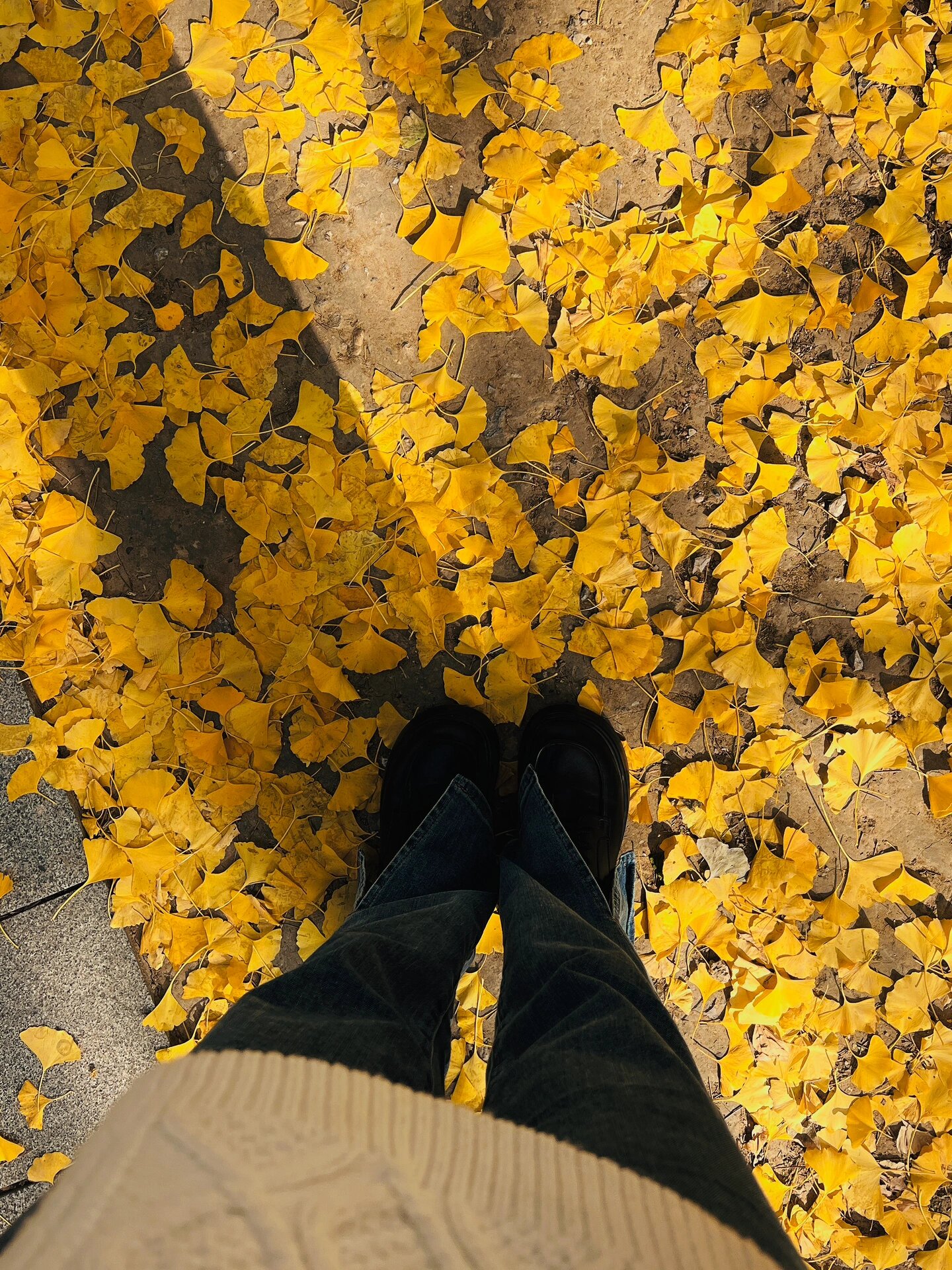 奥森拍照| 金黄的银杏叶太美了94附秋日文案