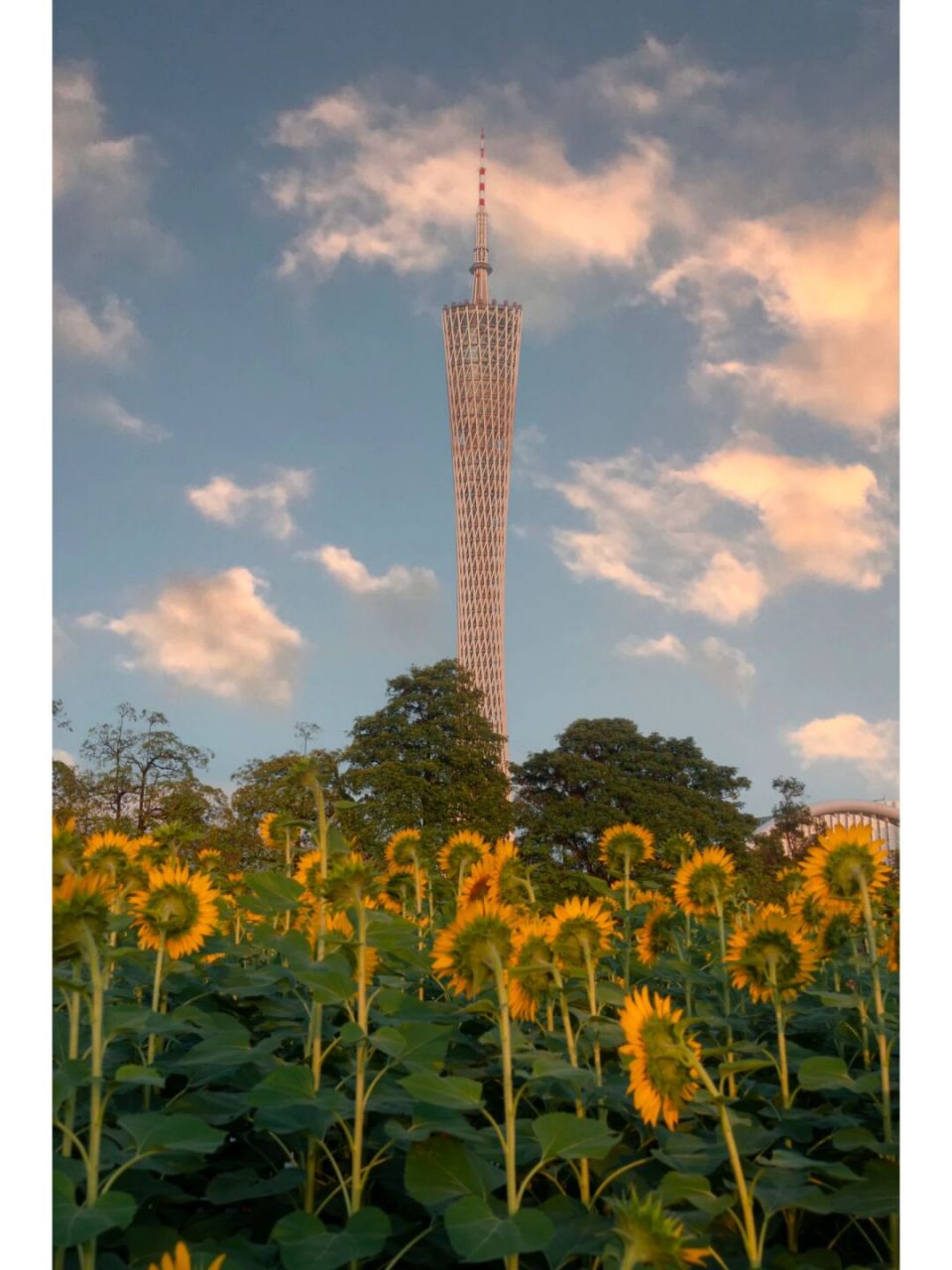 二沙岛宏城公园花海图片