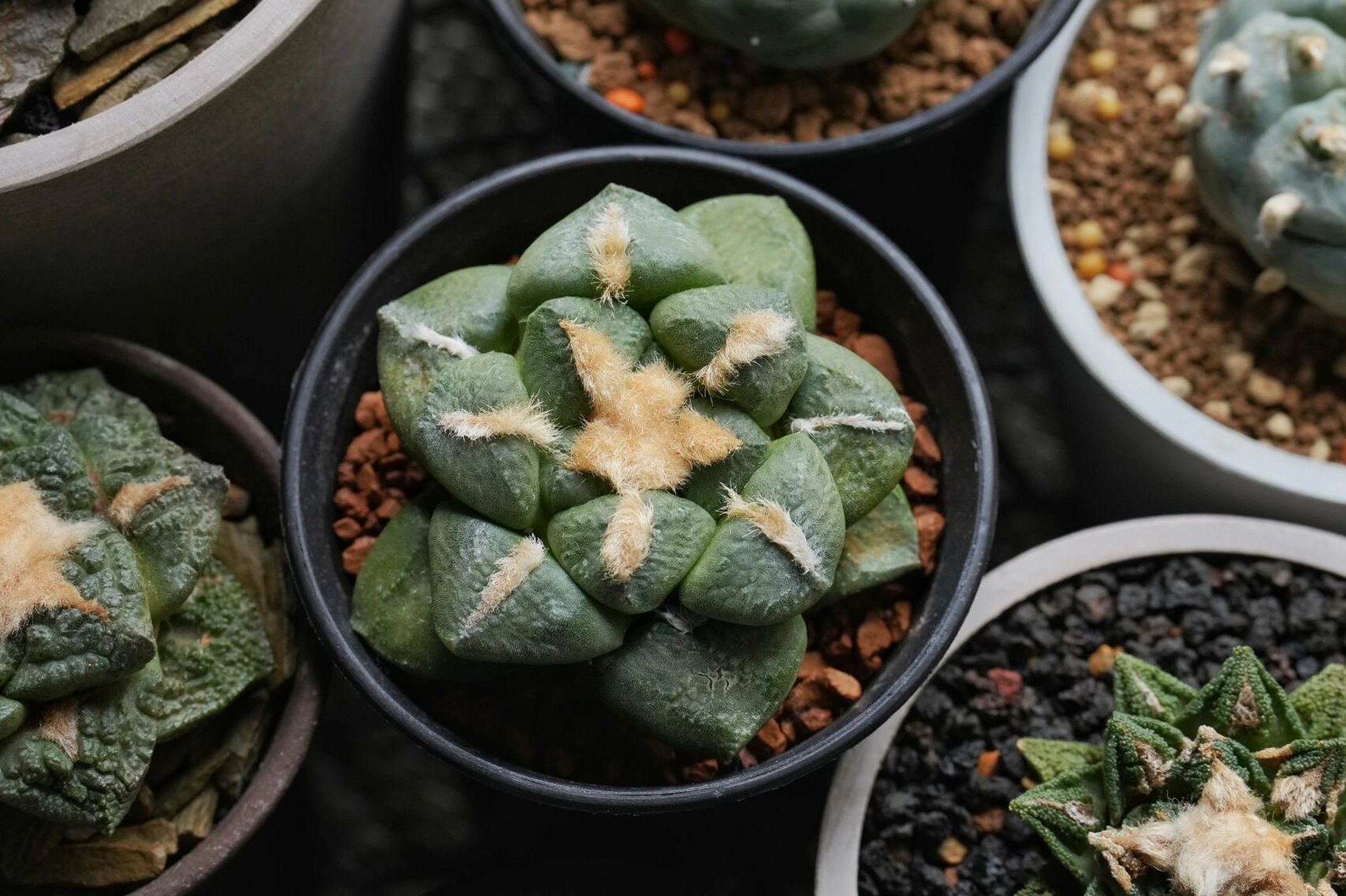 出实生连山牡丹 有喜欢连山牡丹的朋友么,清阳台低价出一颗,日本园艺