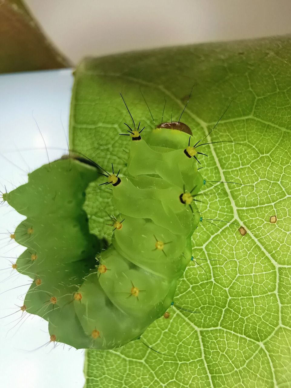 透亮祖母绿的宁波尾大蚕蛾幼虫 #我在小红书做科研# #城市生物图鉴