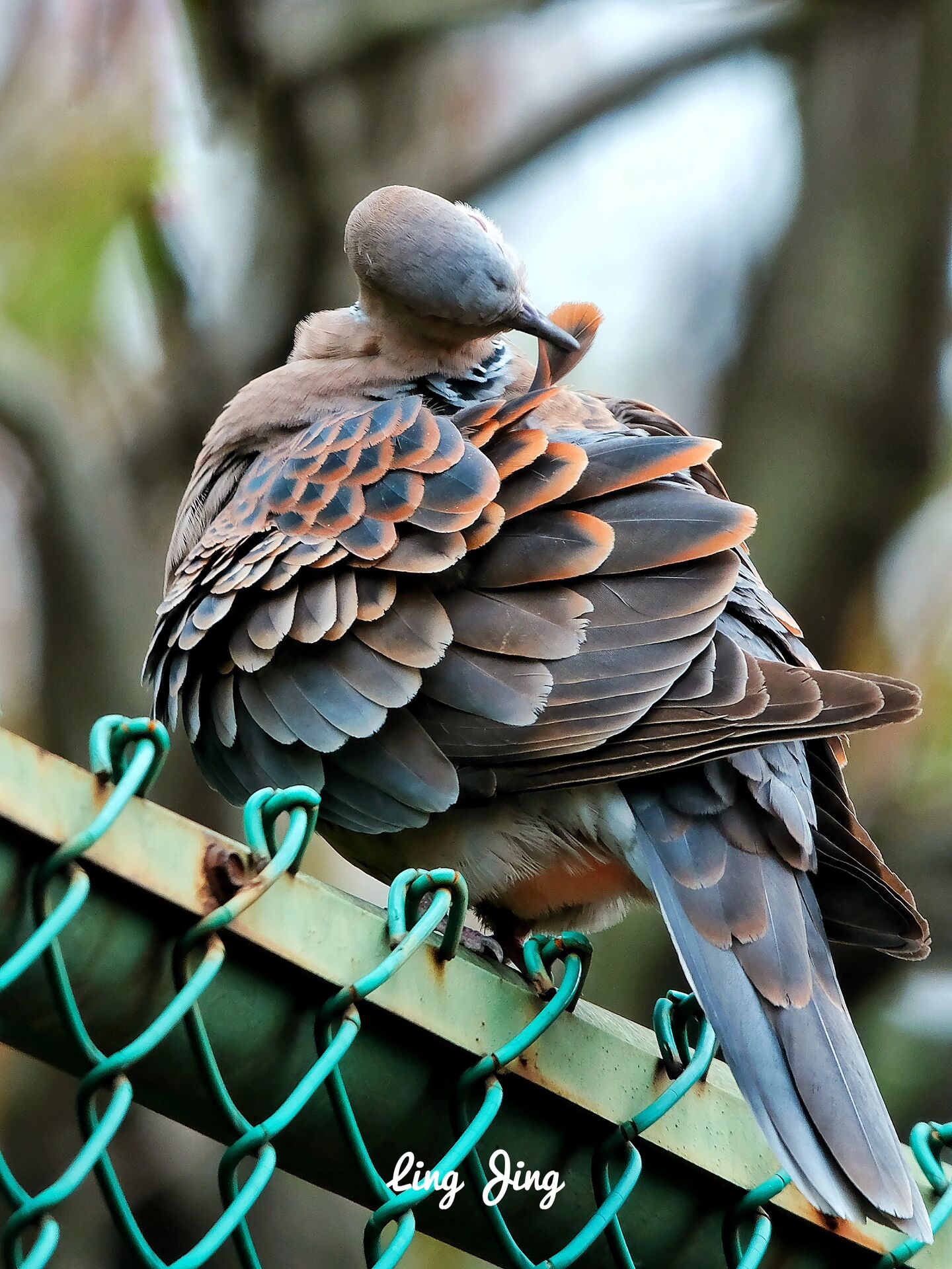 观鸟|山斑鸠 (oriental turtle dove) 山斑鸠( 英文