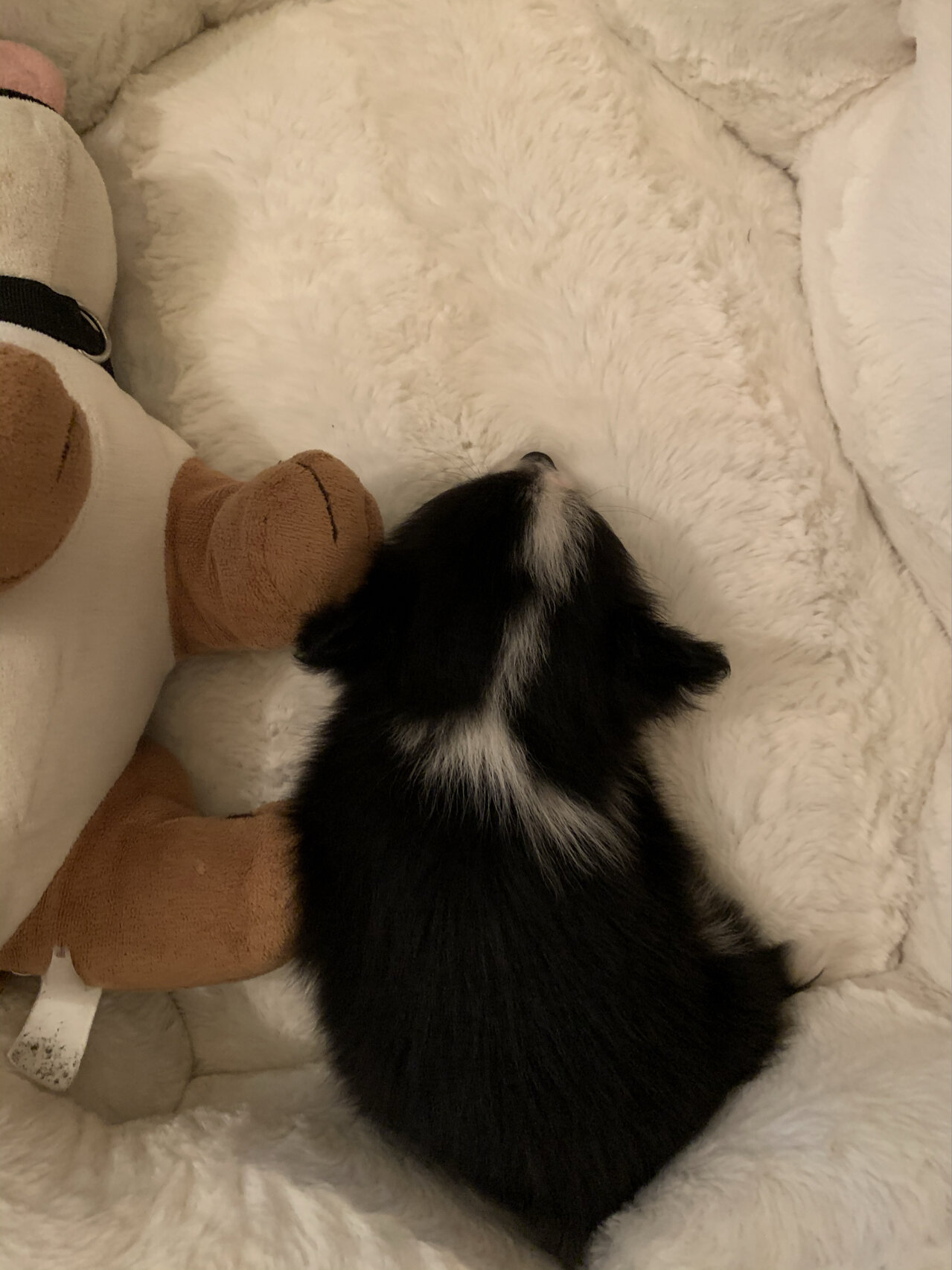 可爱哒黑白博美蝴蝶串串