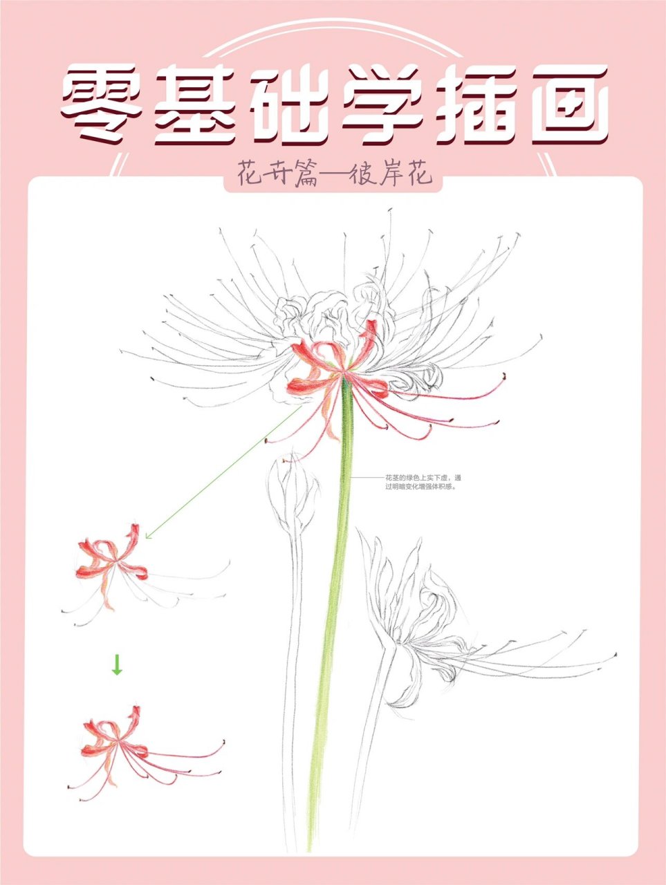 彩铅教程|嫣红色彼岸花,零基础也能学🌹 ♥️♥️♥️