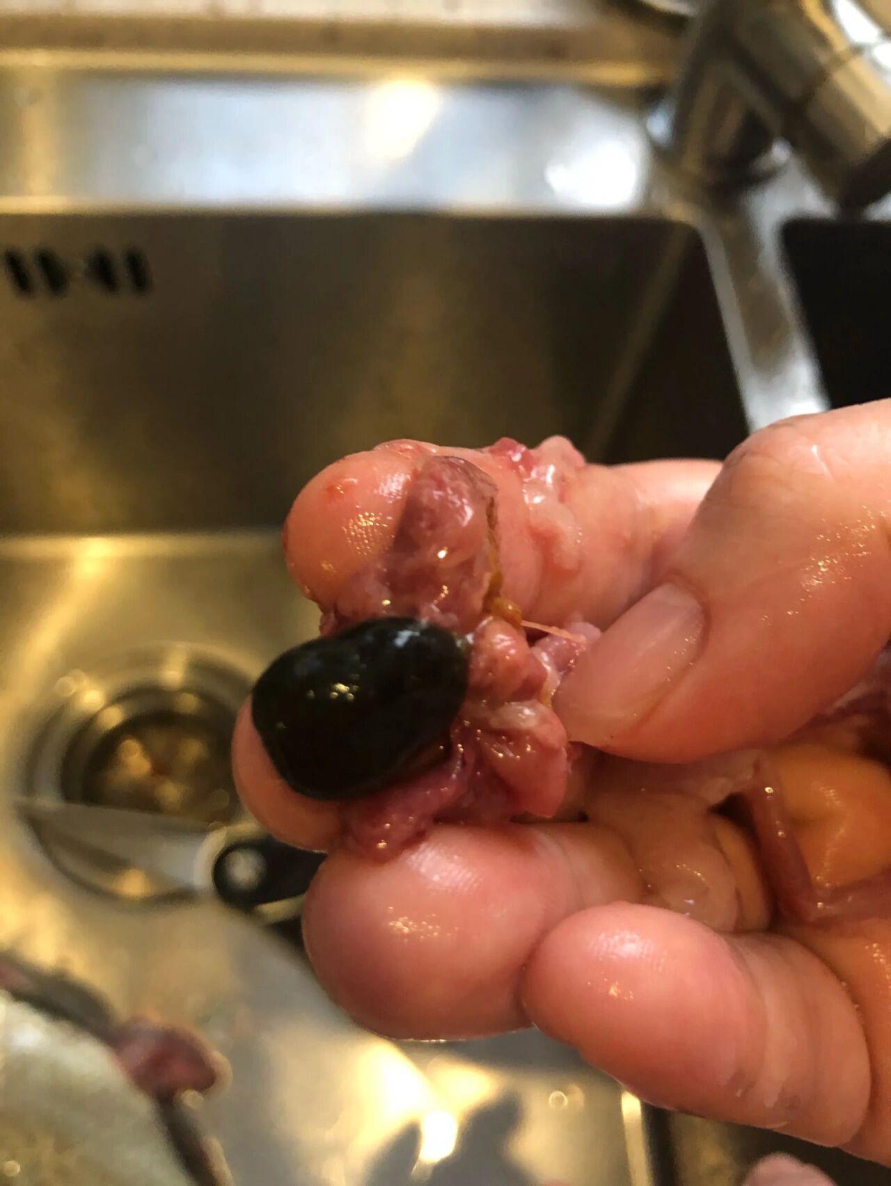 鱼的胆汁中含有水溶性"鲤醇硫酸酯钠"等具有极强毒性的毒素,这些毒素