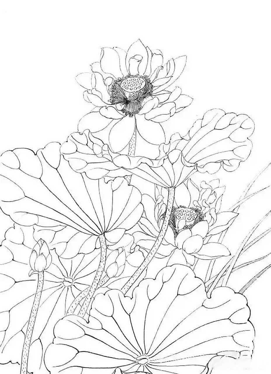 工笔白描荷花欣赏我的随心画 国画花鸟!