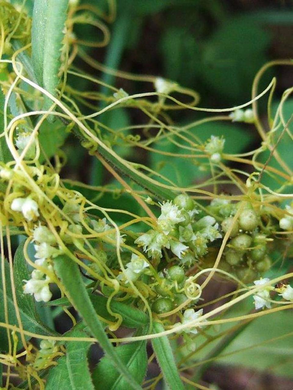 菟丝花 淡黄色的暖, 像一盏小灯. 柔美的光线里, 轻抚缠绵悱恻的爱情.