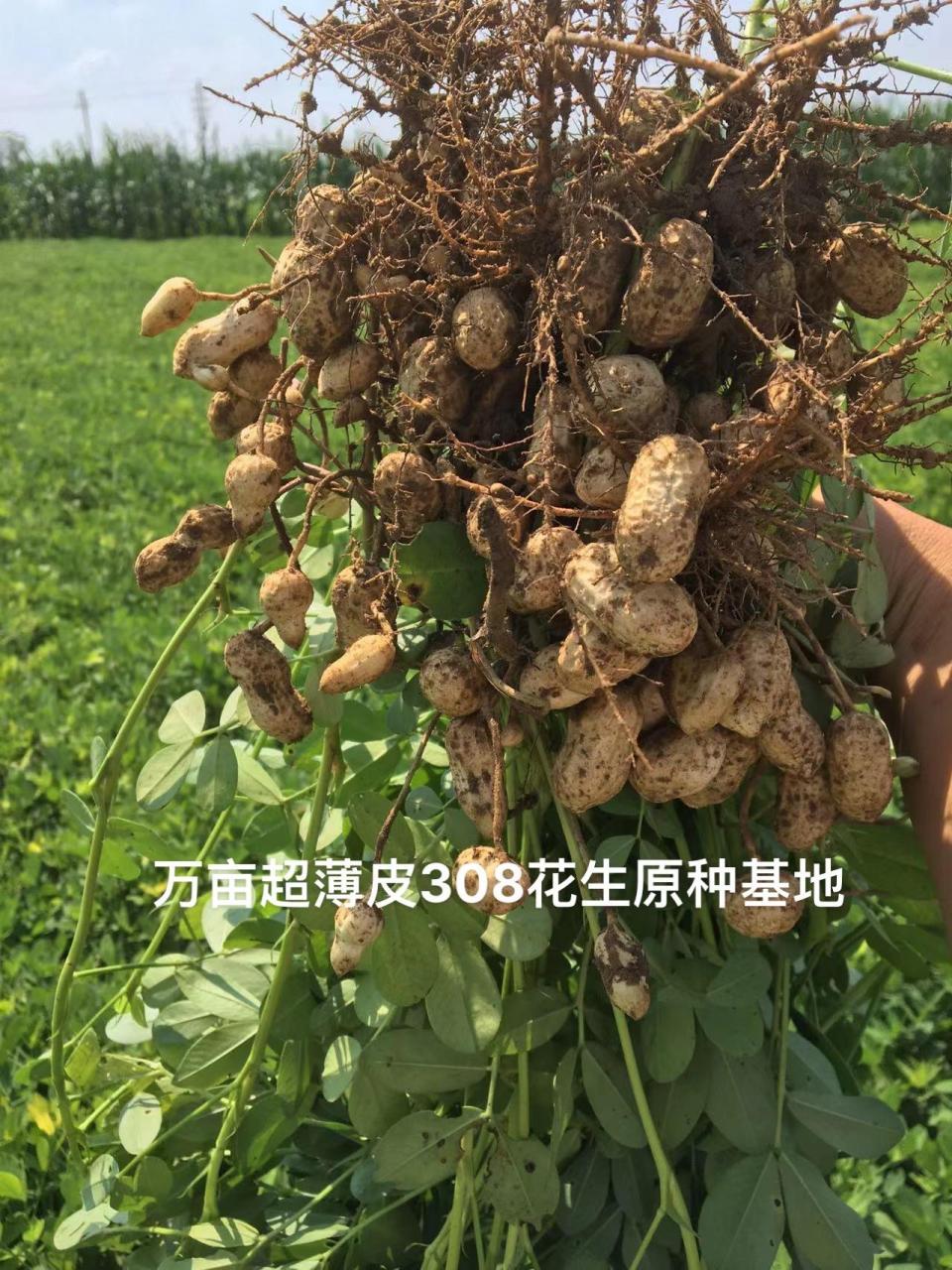 308花生原种基地实拍
