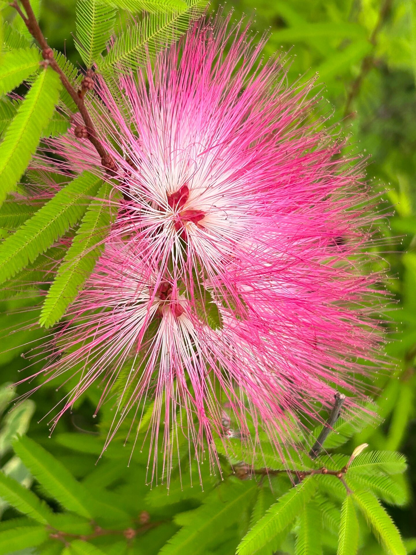 细叶粉扑花 毛绒绒的细枝,像化妆用的粉扑