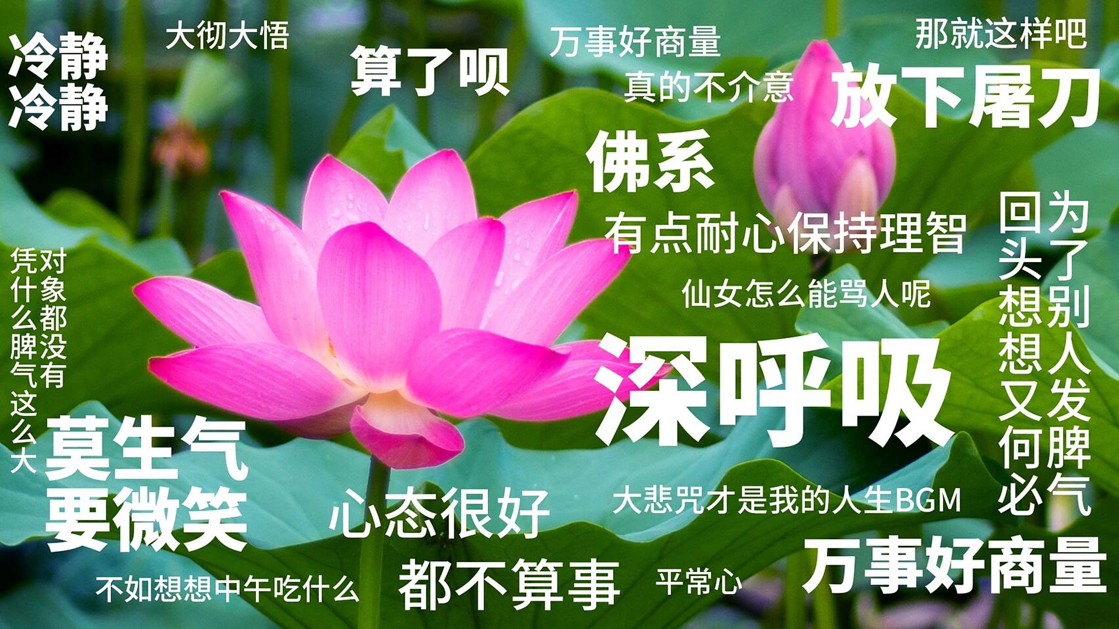 送一波佛系莫生气壁纸!放电脑