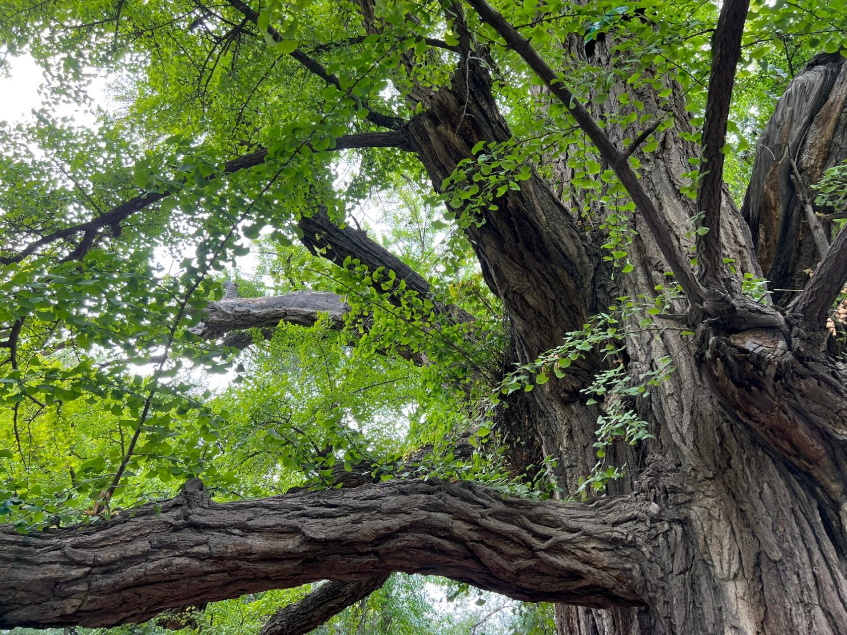 被晋祠博物馆的大树震撼到了 3000多年的古树!
