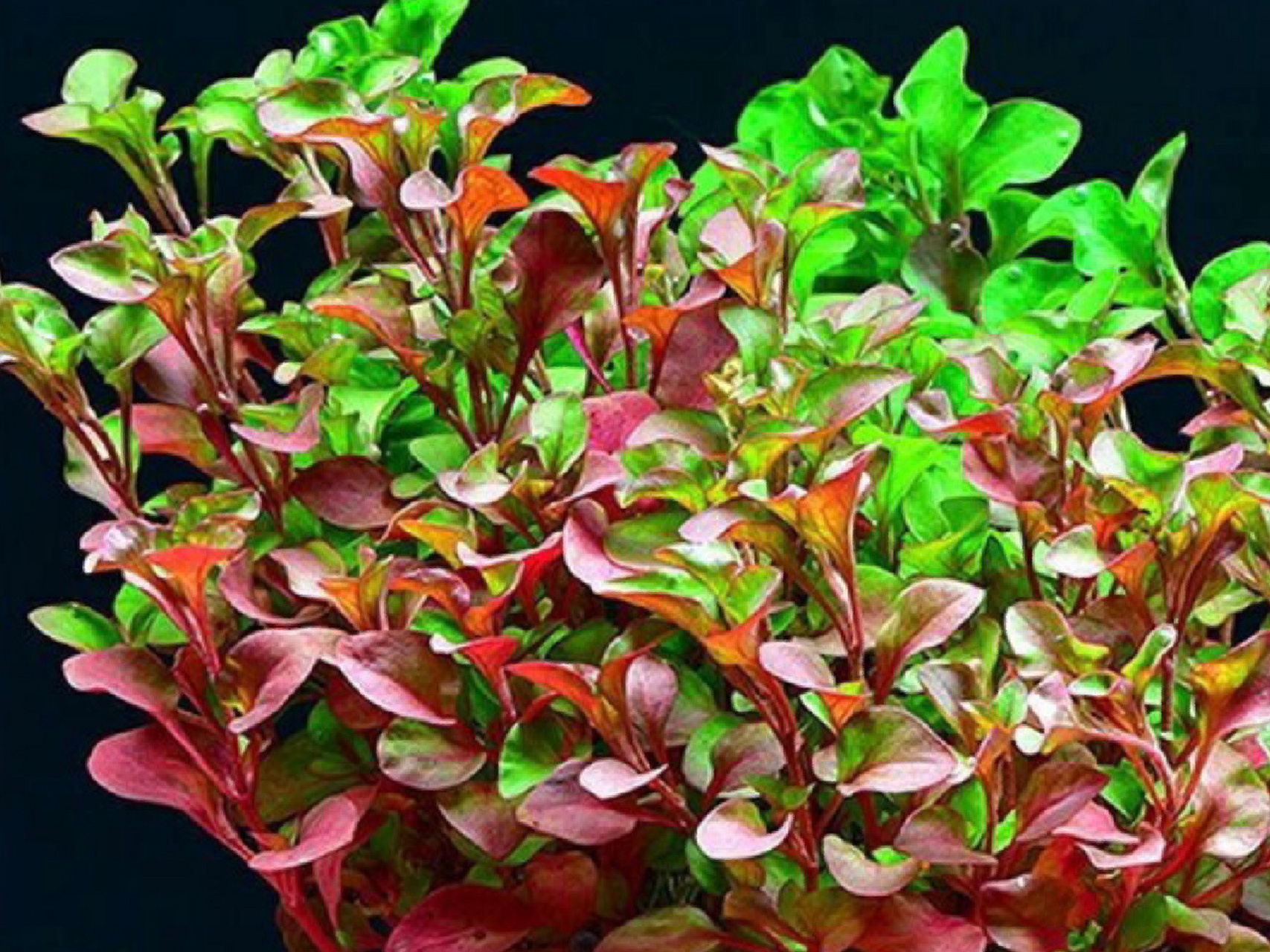 鱼缸里的一抹红色-红波   红波水草- -水草百科(快乐水草) 光照:需