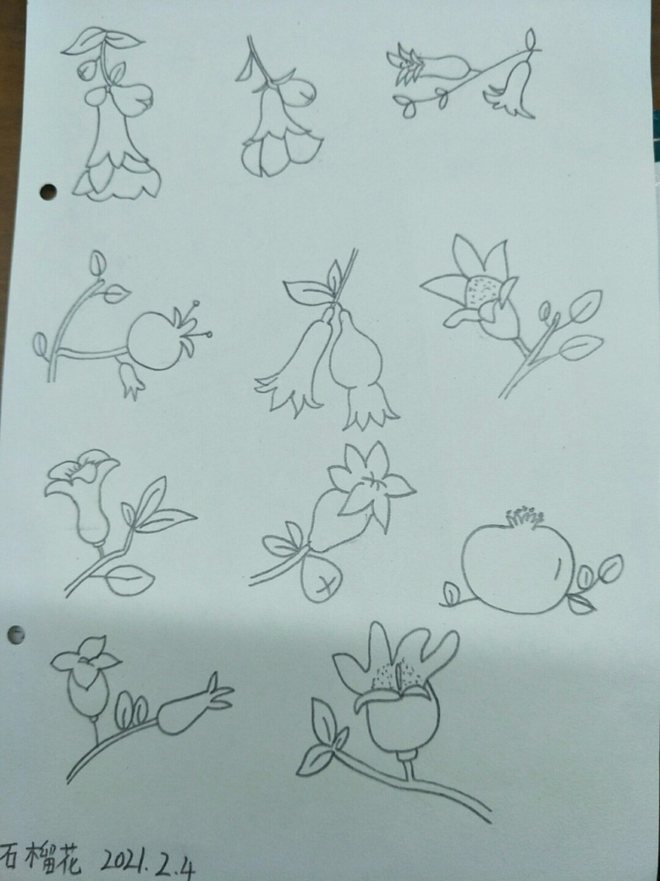 简笔画石榴花,坚持打卡 #绘画