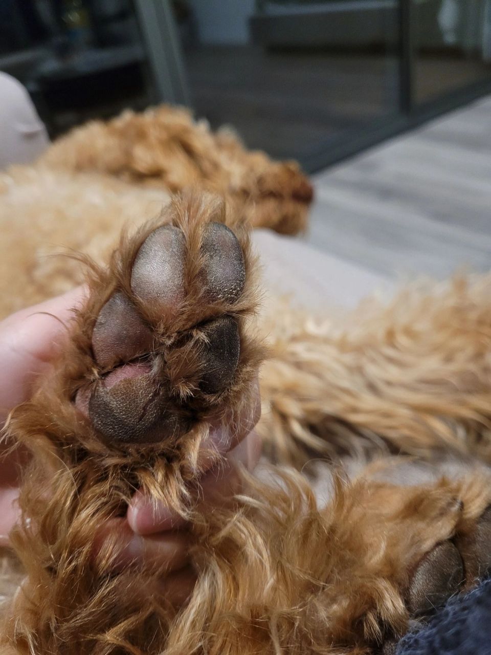 狗狗脚的肉垫皮掉了应该怎样处理?