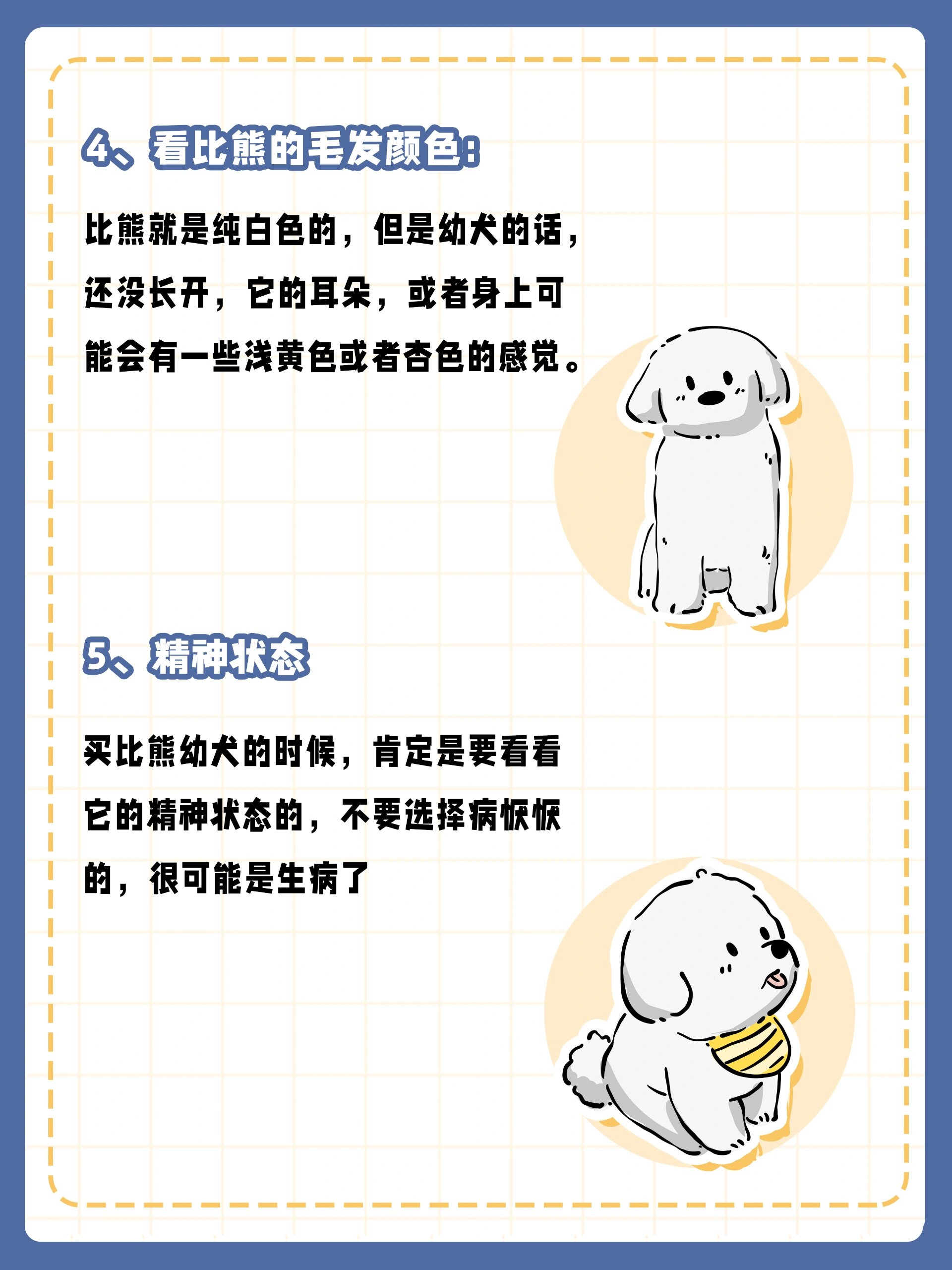 判断比熊纯不纯,看这几点一挑一个准❗️
