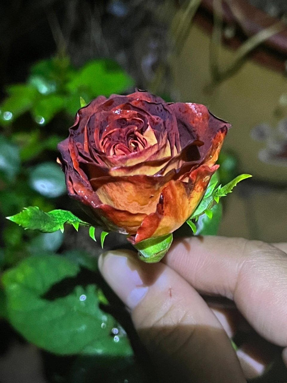 陨石月季95 陨石,进口切花品种,暂未查到原始名称.